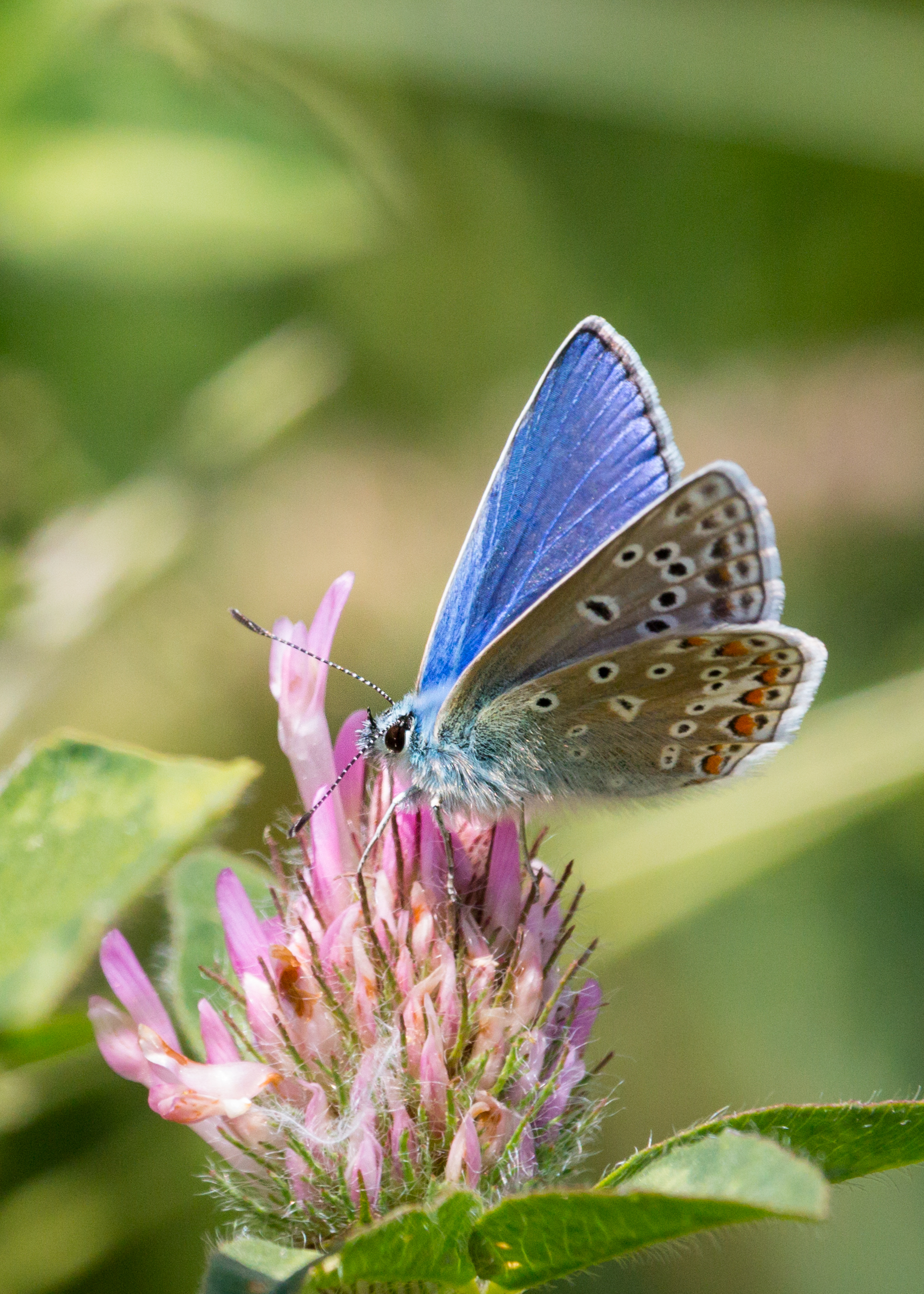 2015.06.09_Silver_Studded_Blue_Butterfly_062.jpg