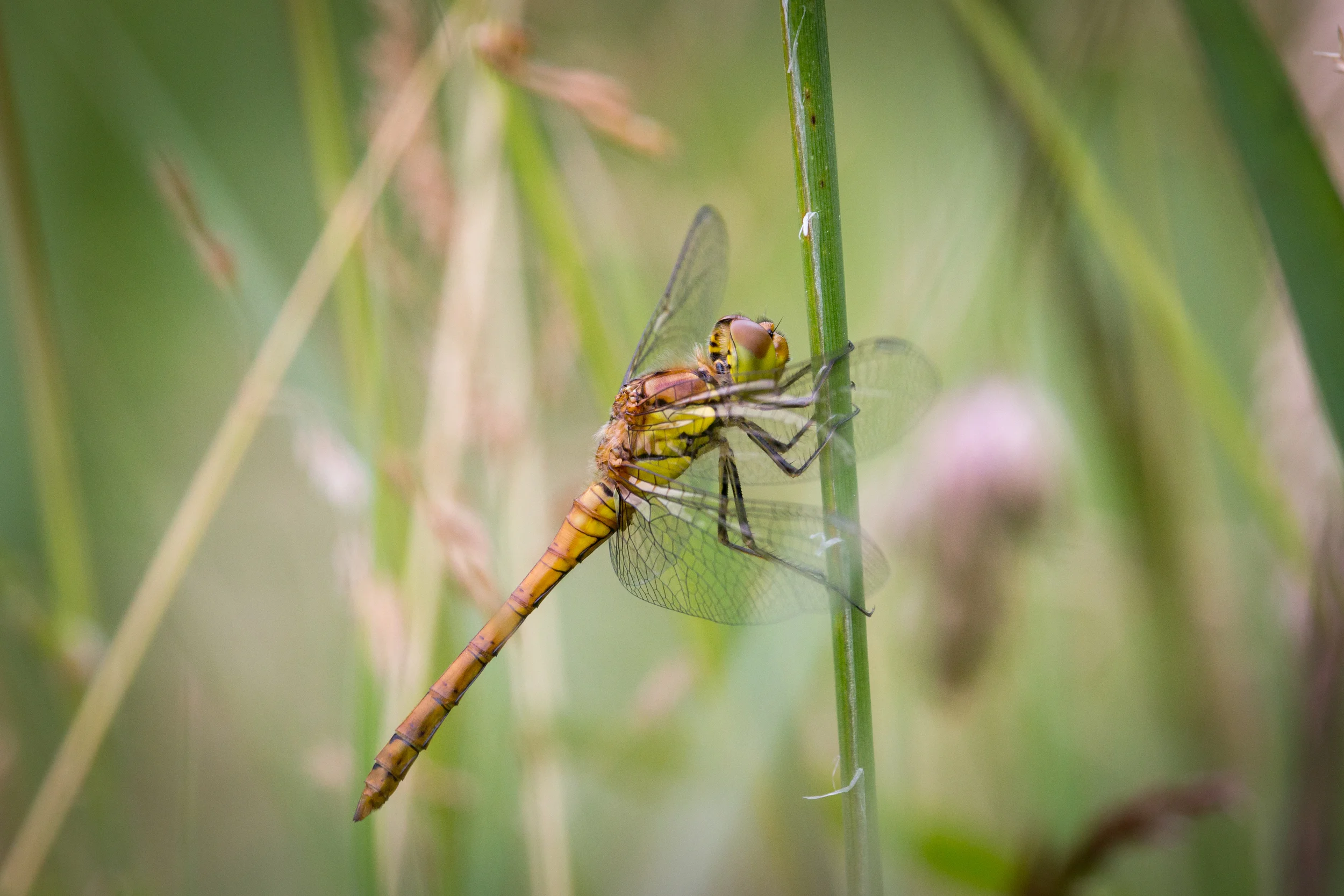 2015.06.26_Common_Darter_006.jpg