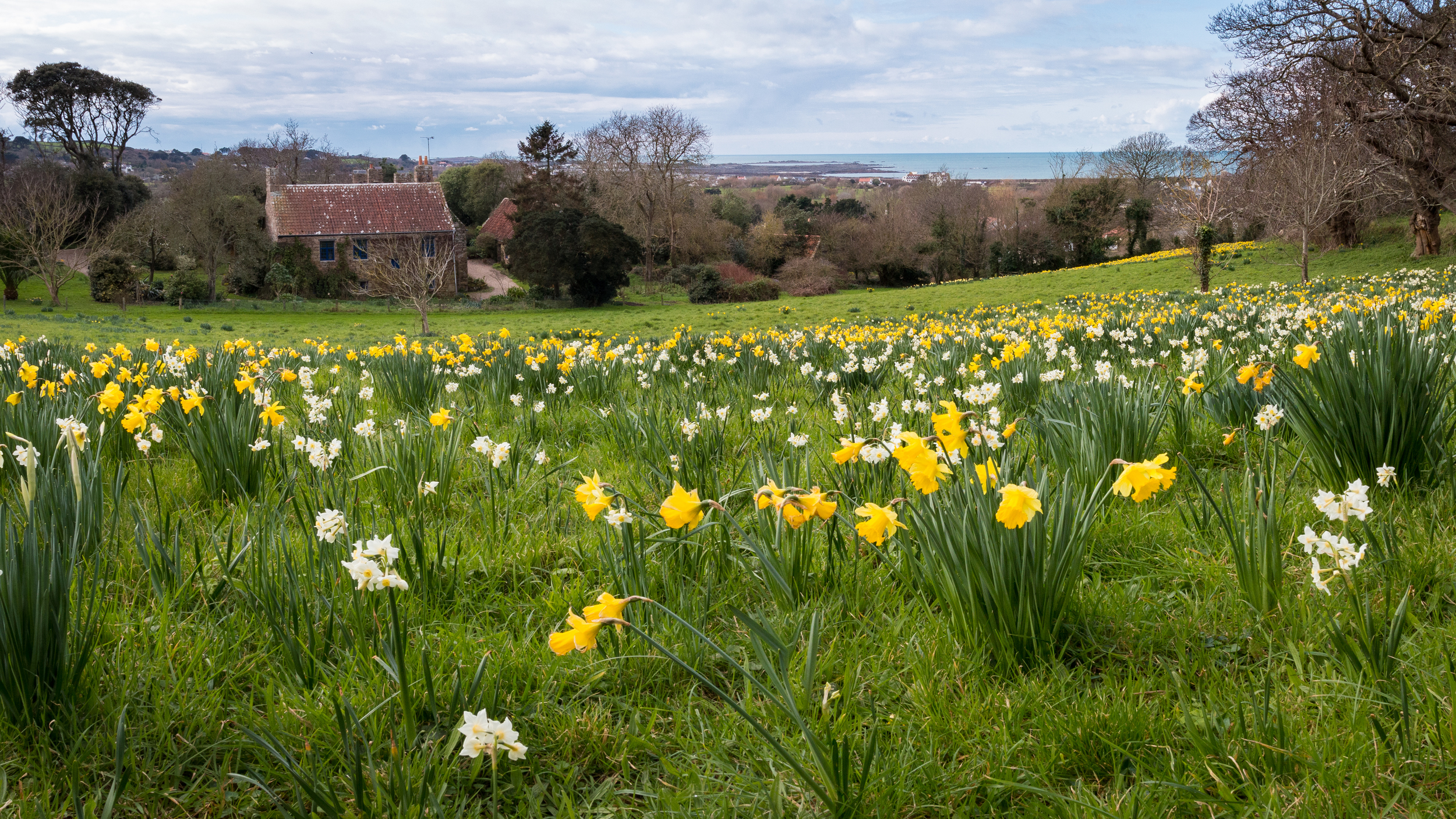 Spring Meadow