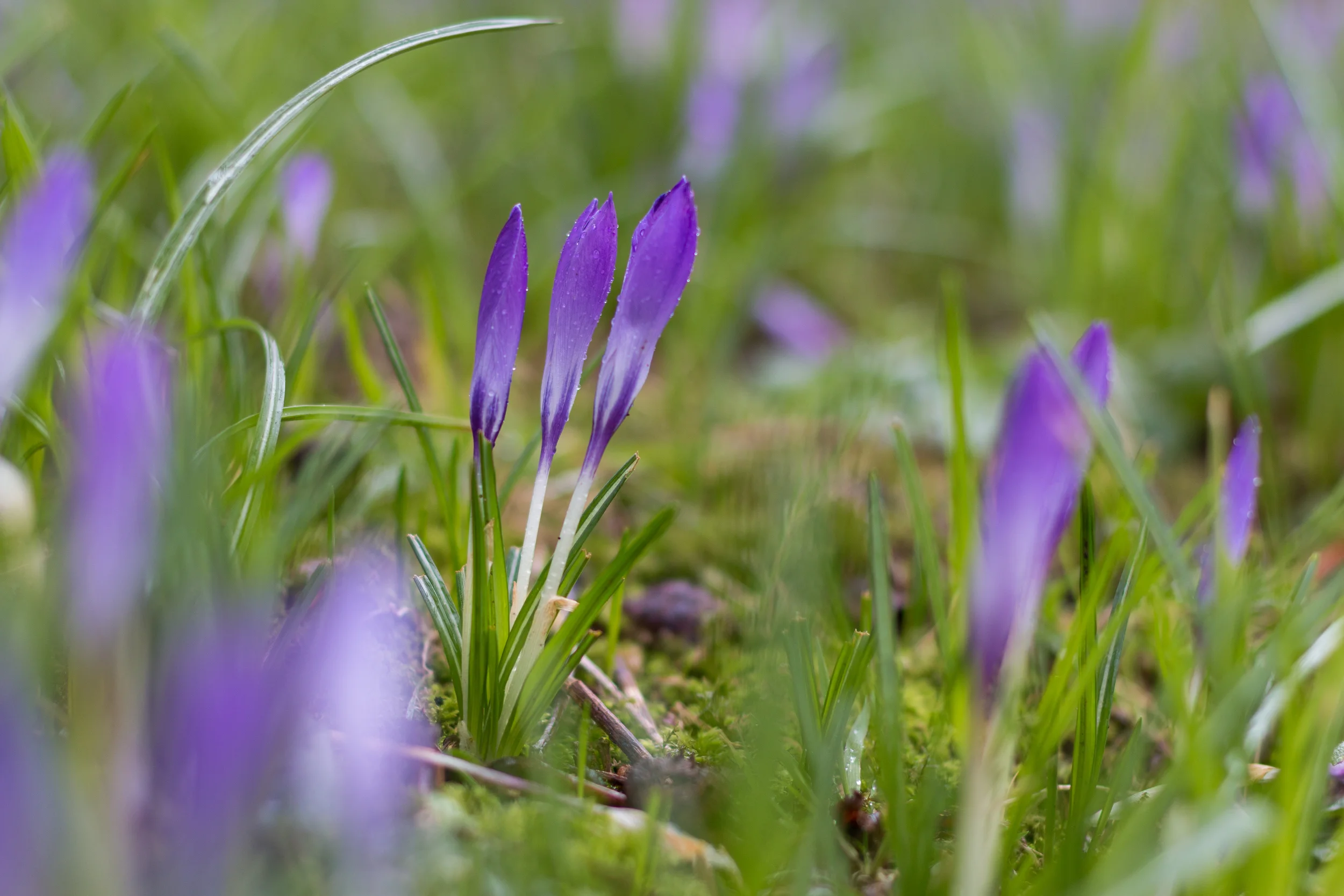 2016.02.17Crocus_Flower_030.jpg