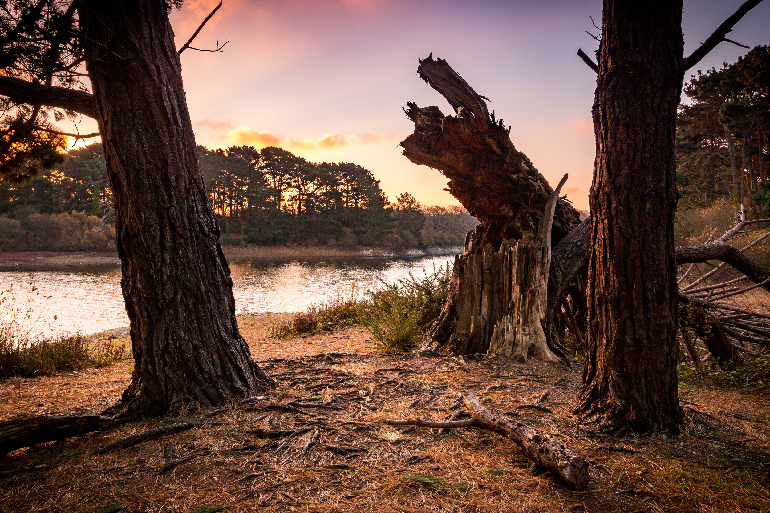 Fallen Tree