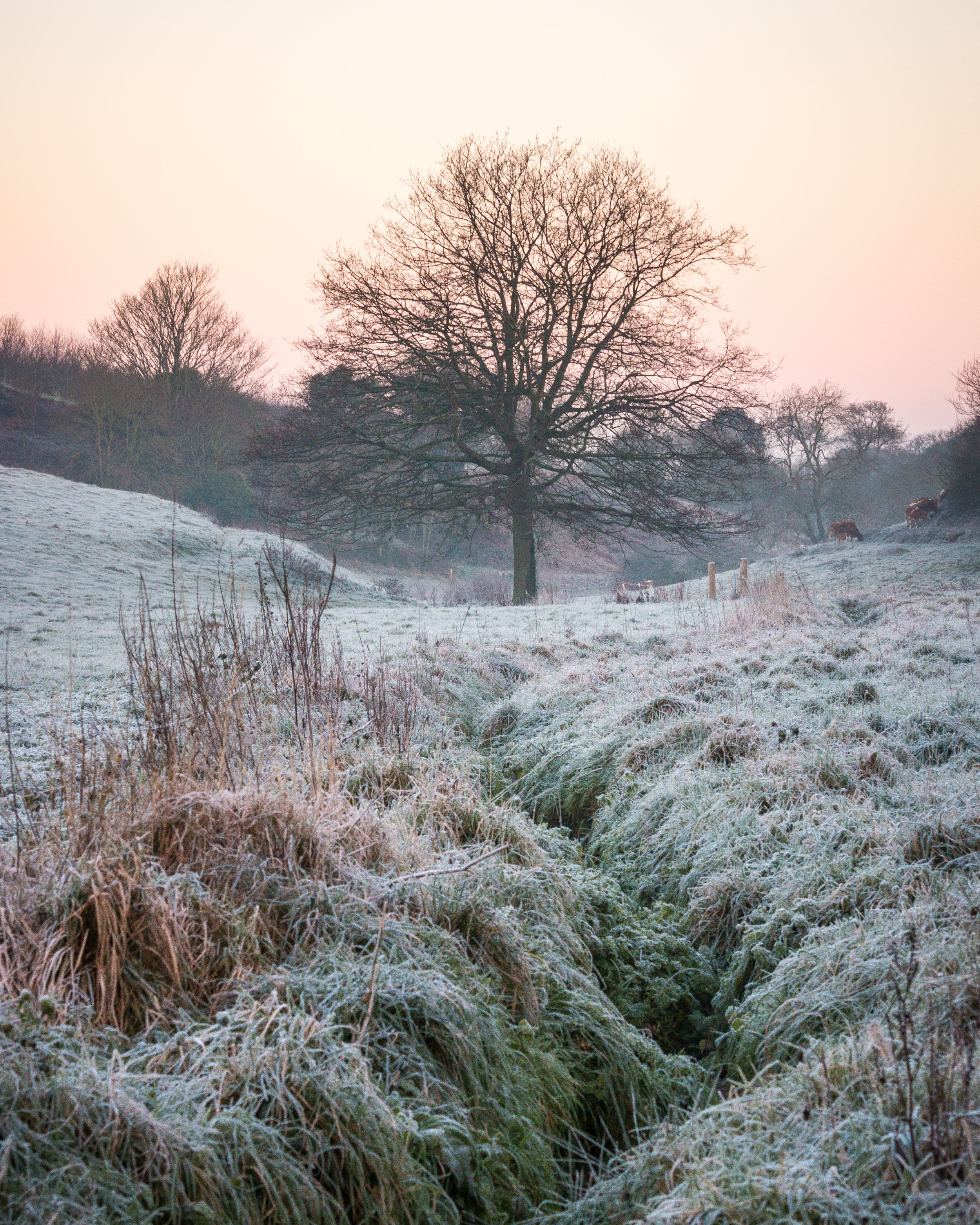 Frosty Tree