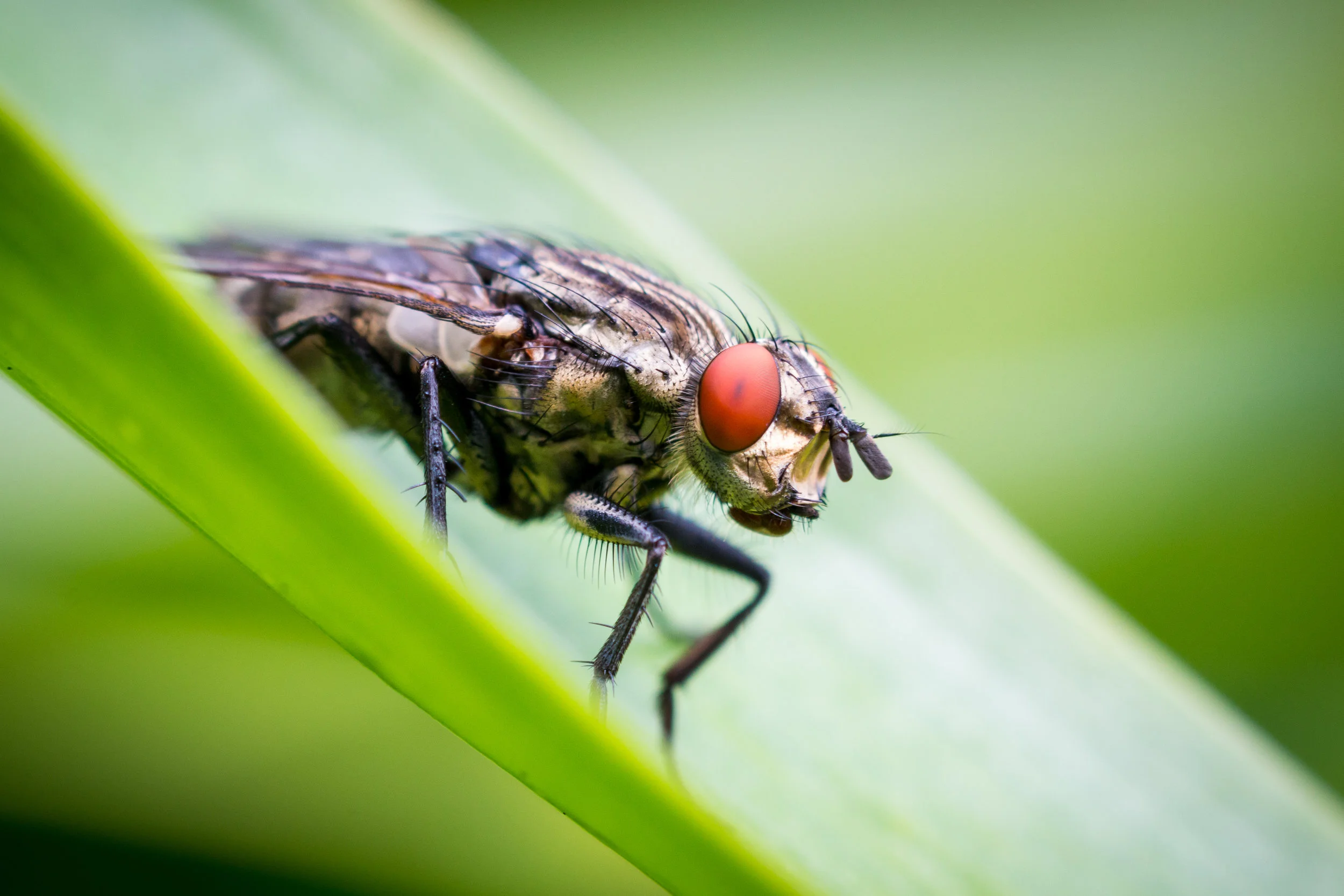 2017.09.06_Flesh_Fly_016.JPG