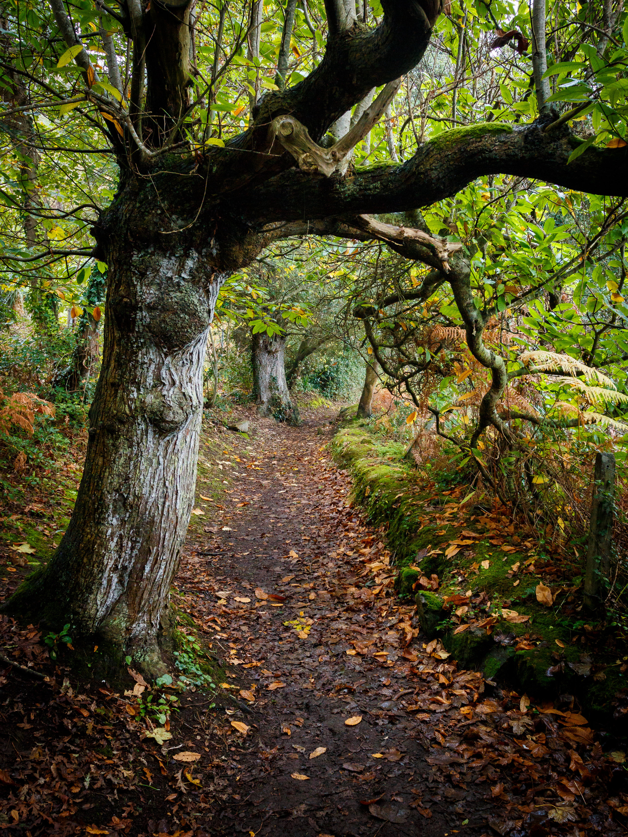 AUTUMN PATH