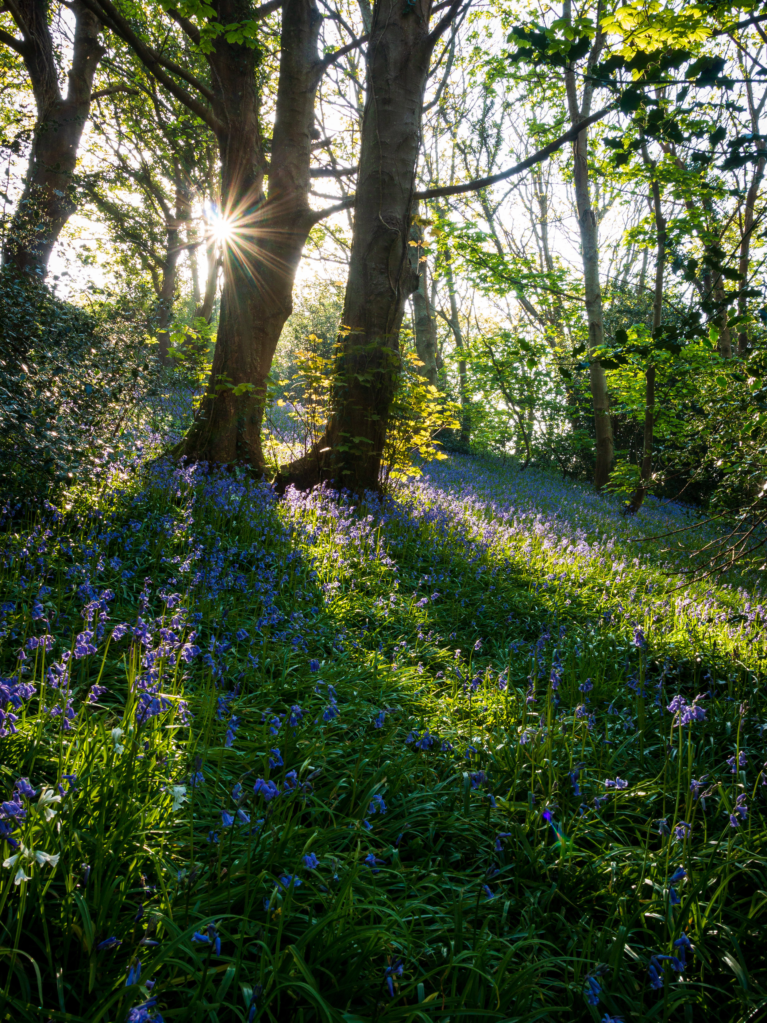 2018.04.20_Bluebell_Woods_056.JPG