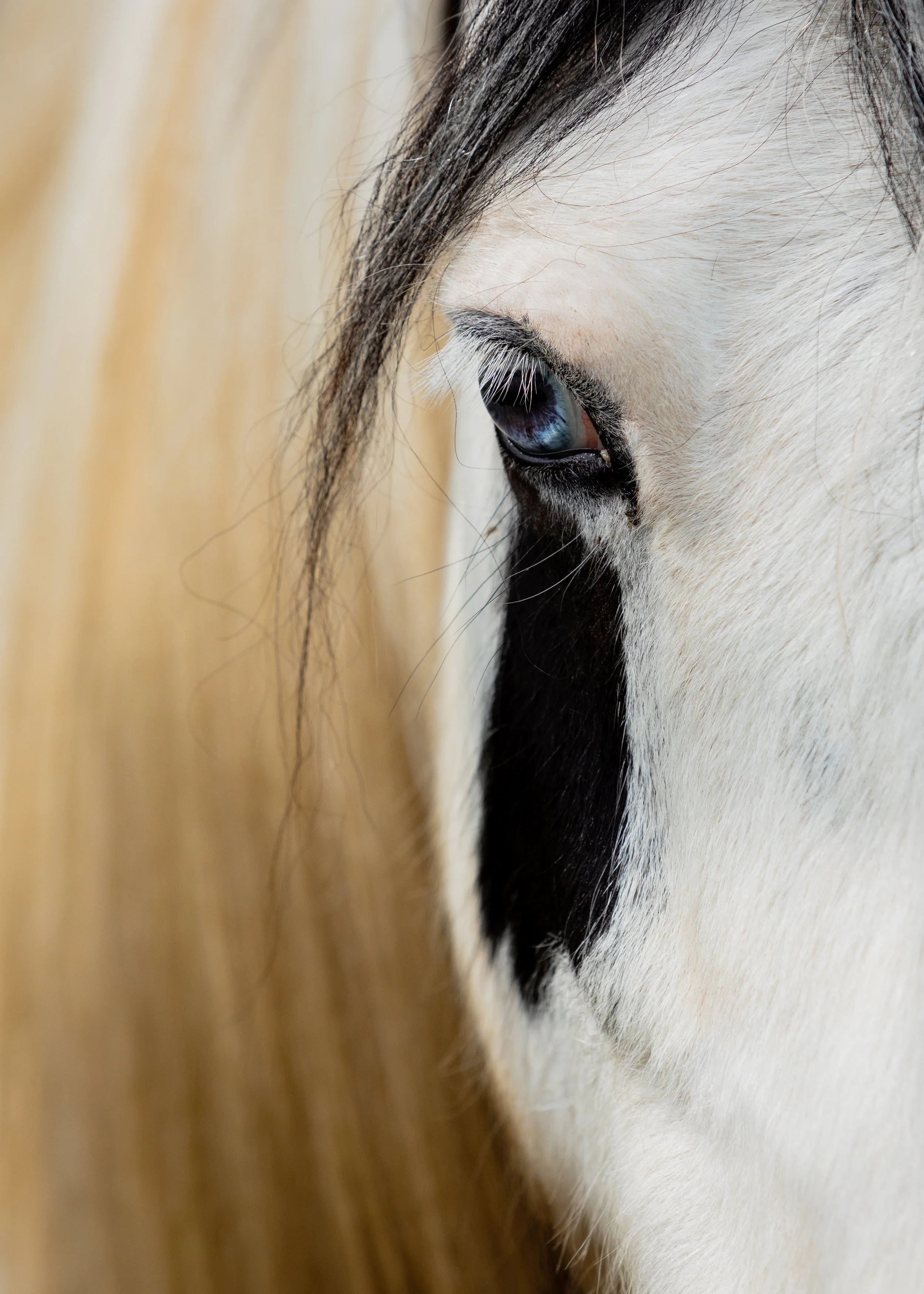 2019.04.15_Equine_Vision_062.JPG