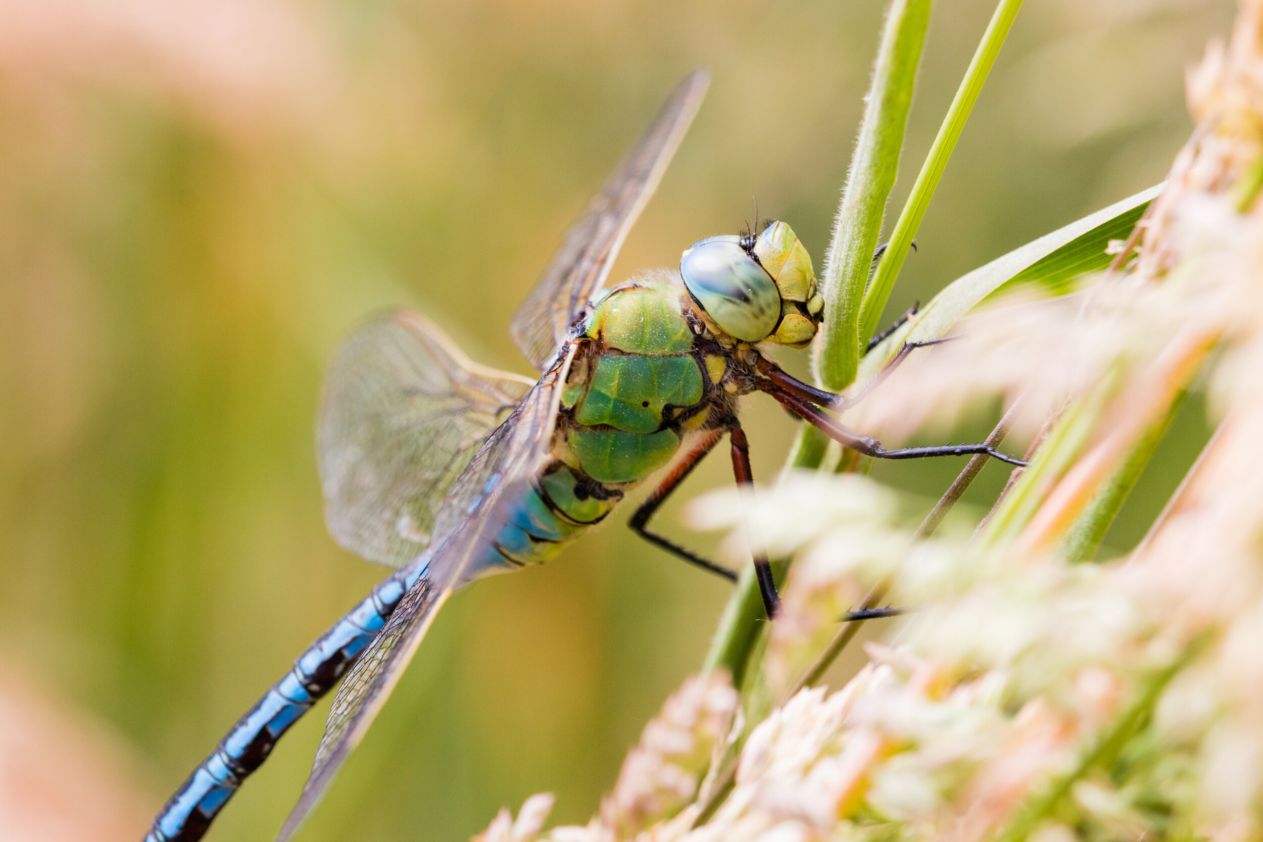 Canon EOS 70D - EFS 55-250 USM + Kenko 28mm200mm / ƒ8.0 / 1/250s / ISO 400