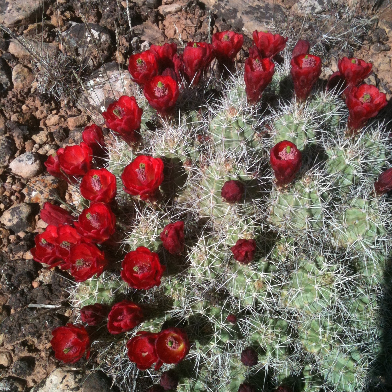 Prickly and fruity. Just like life.