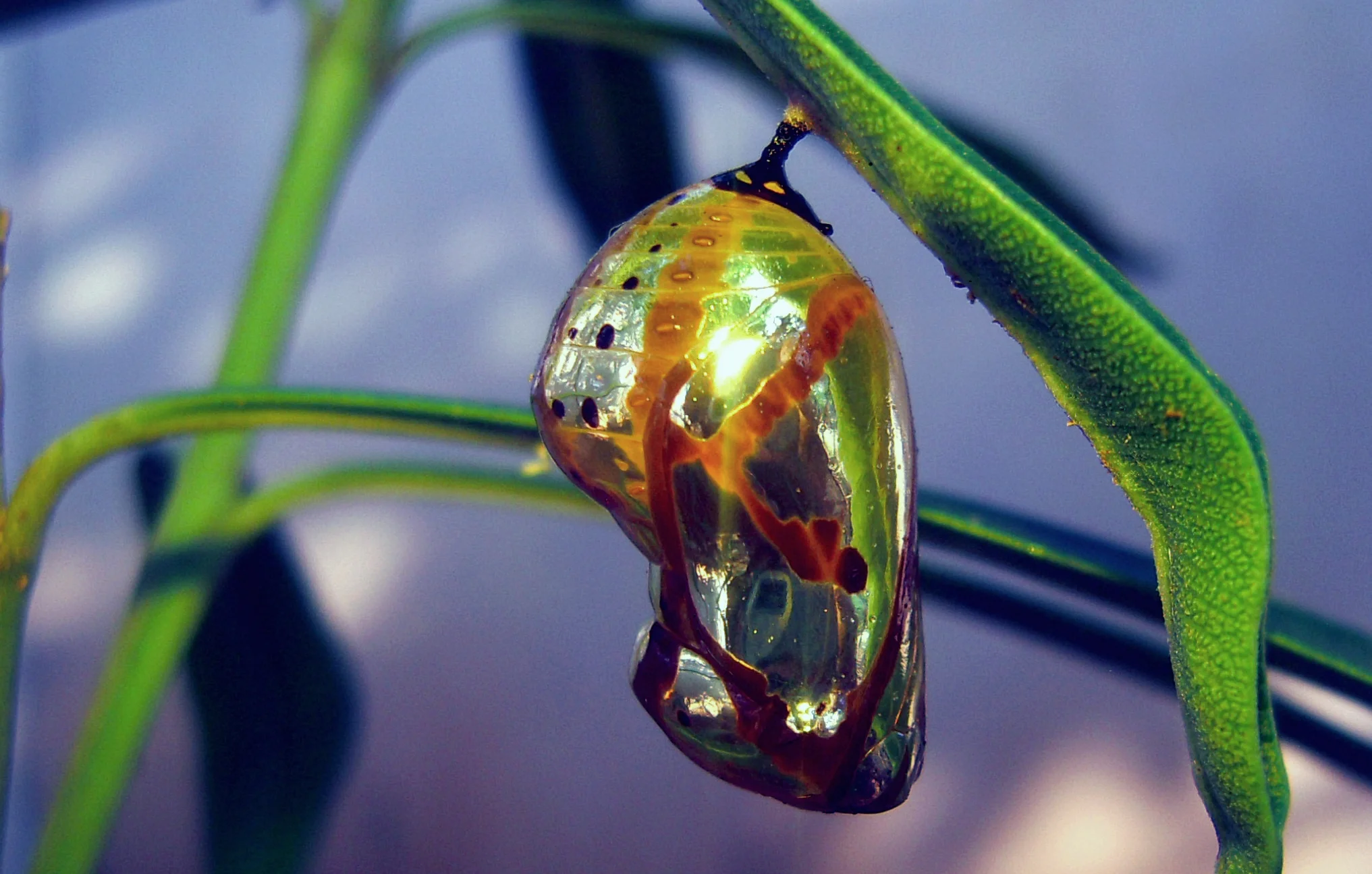 Gorgeous photo by Pon Malar