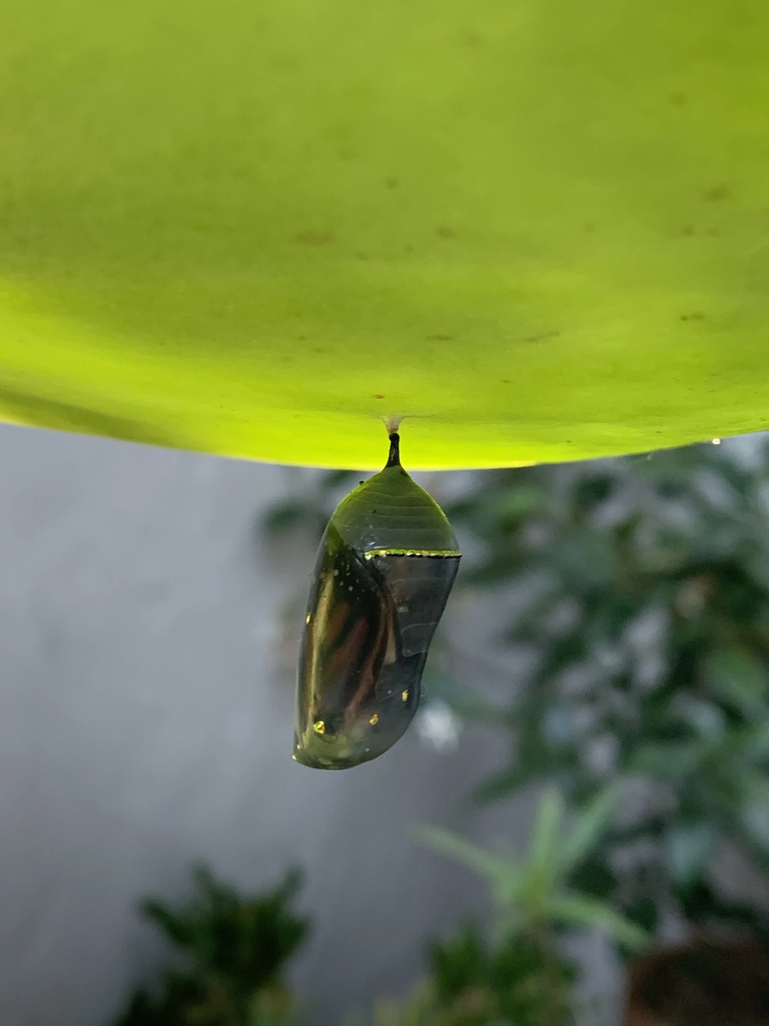 The True Rest of the Caterpillar Story