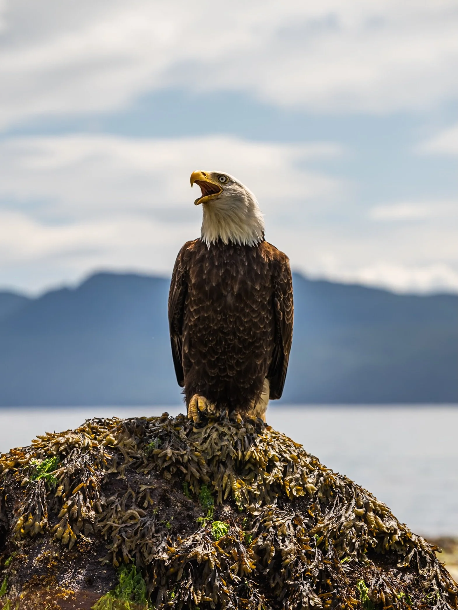 Every visit to Powell River I consider to be a National Geographic vacation. And this one did not disappoint. Sat and watched this beautiful eagle this morning oceanside. 🦅