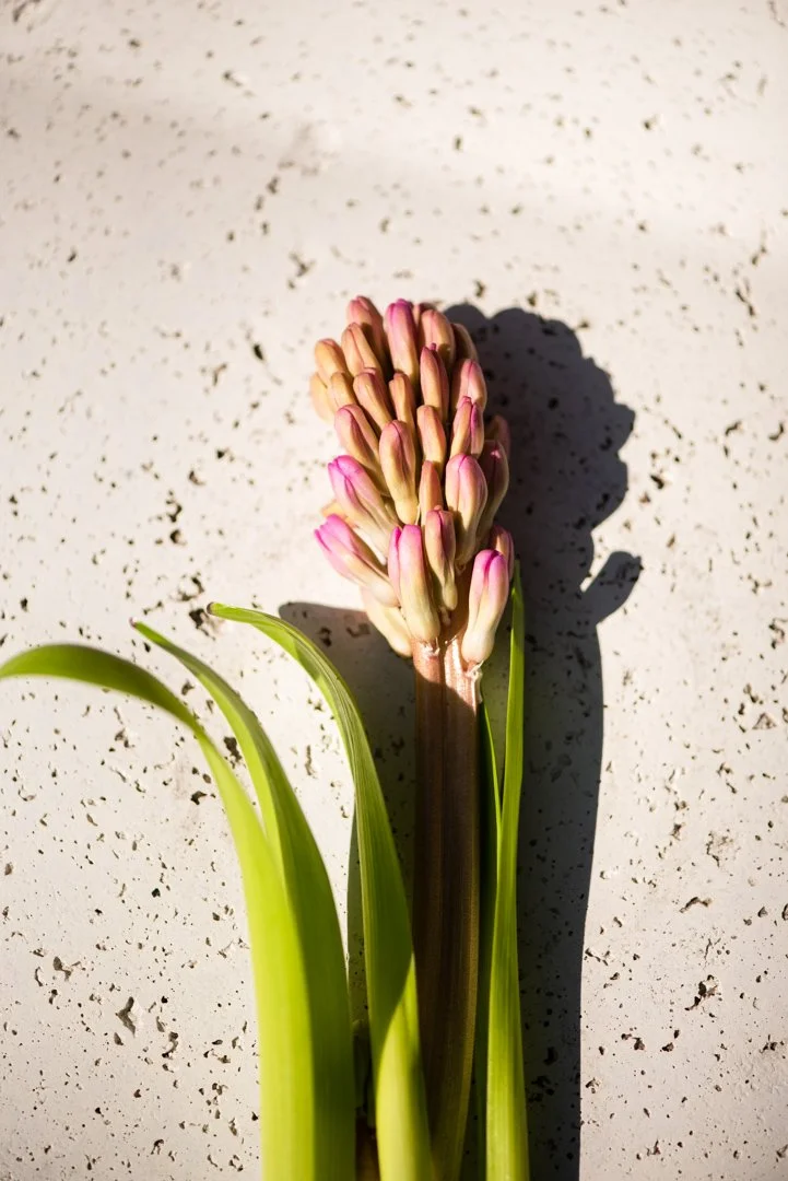 product photography of a flower