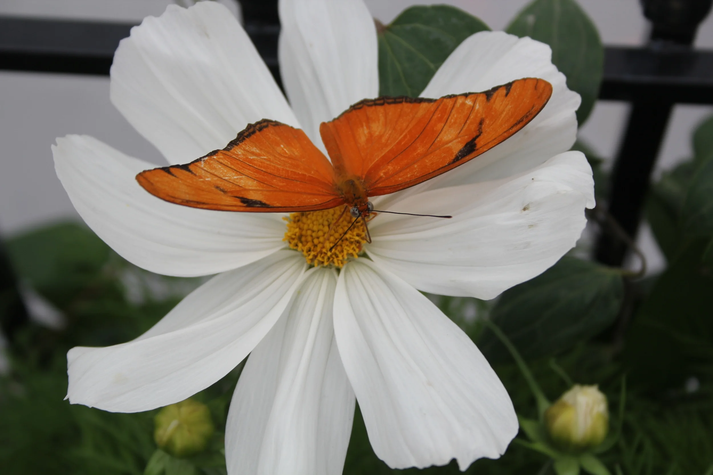 Butterfly on Daisy.JPG