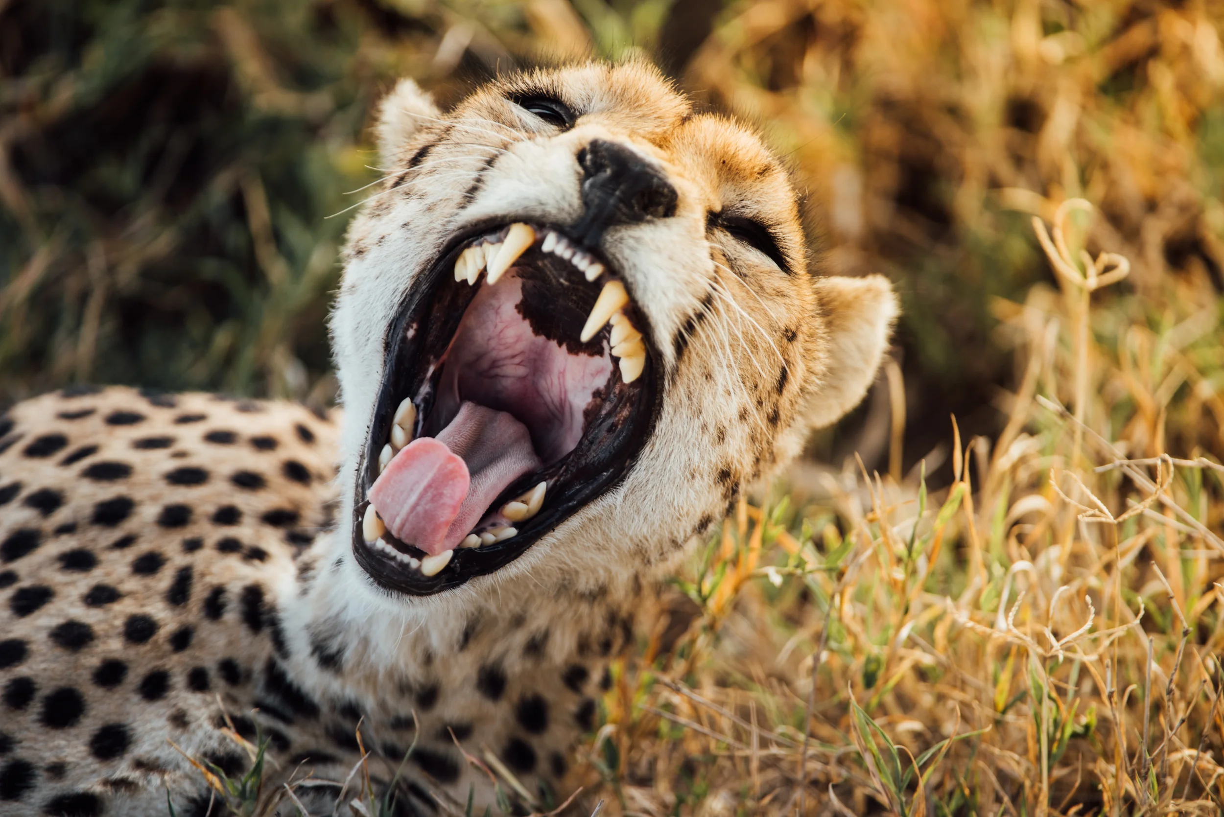 Africa_Web-4.jpg