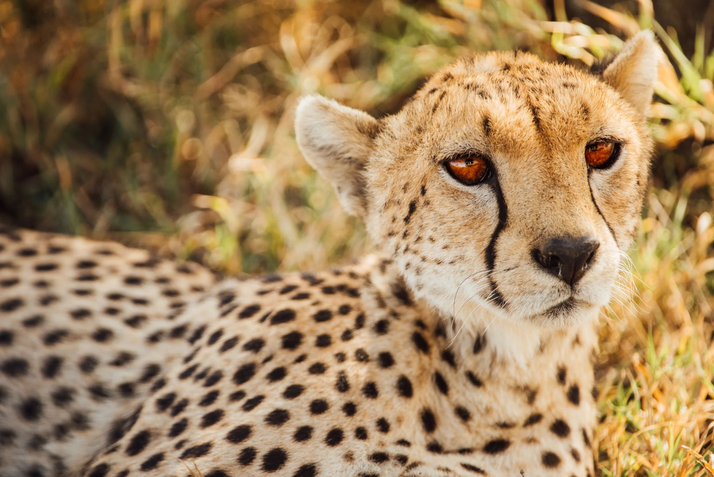 Africa_Web-7.jpg