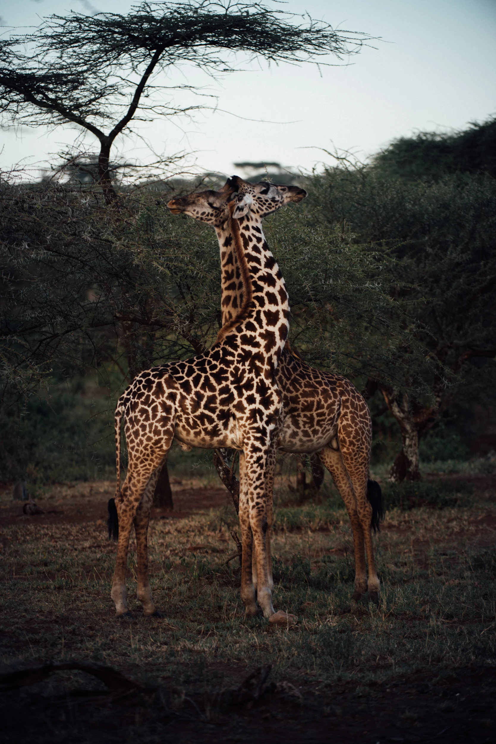 Africa_Web-28.jpg