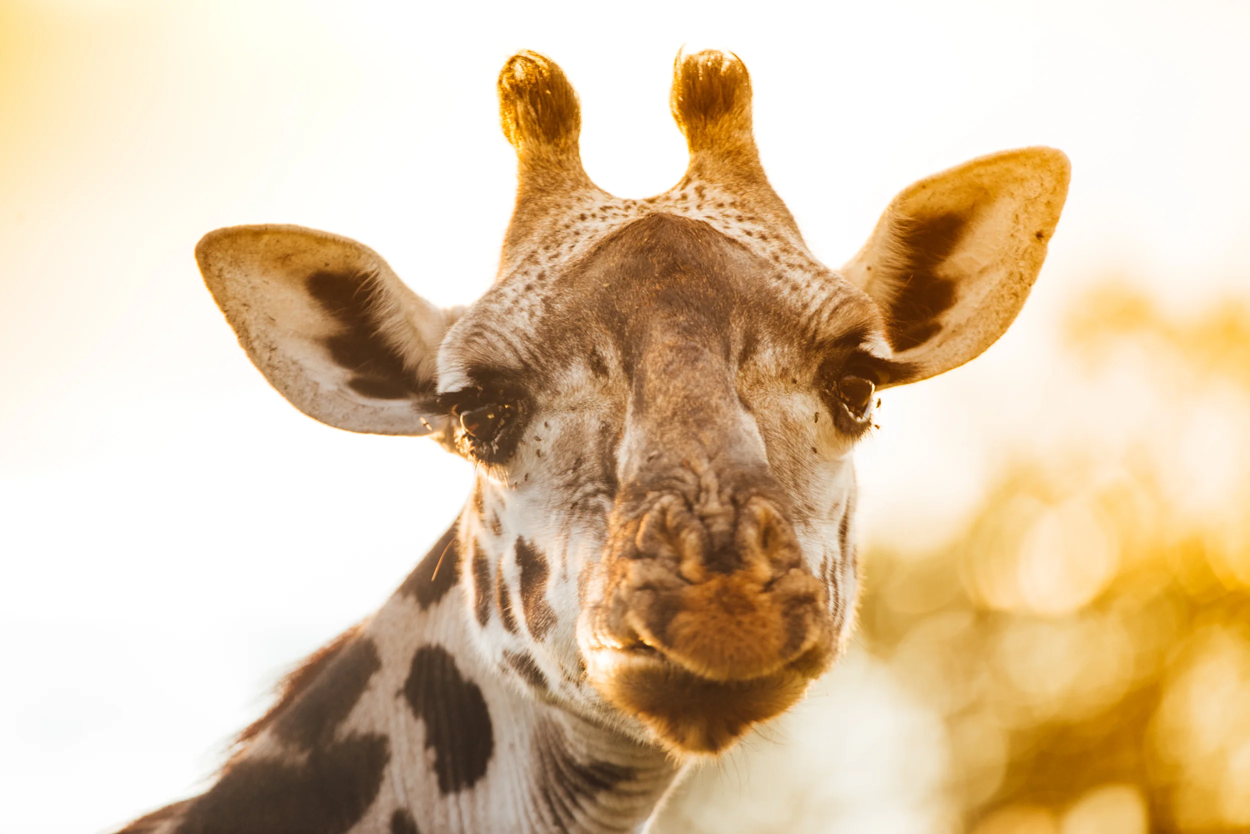 Africa_Web-40.jpg