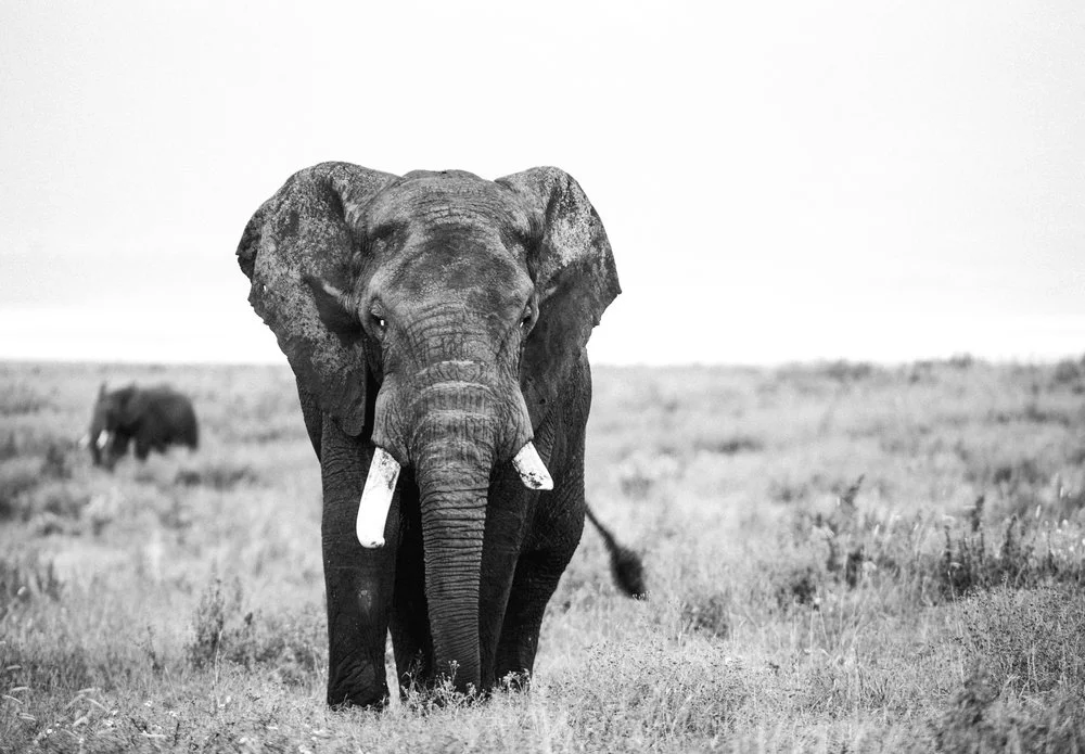 Africa_Web-78.jpg