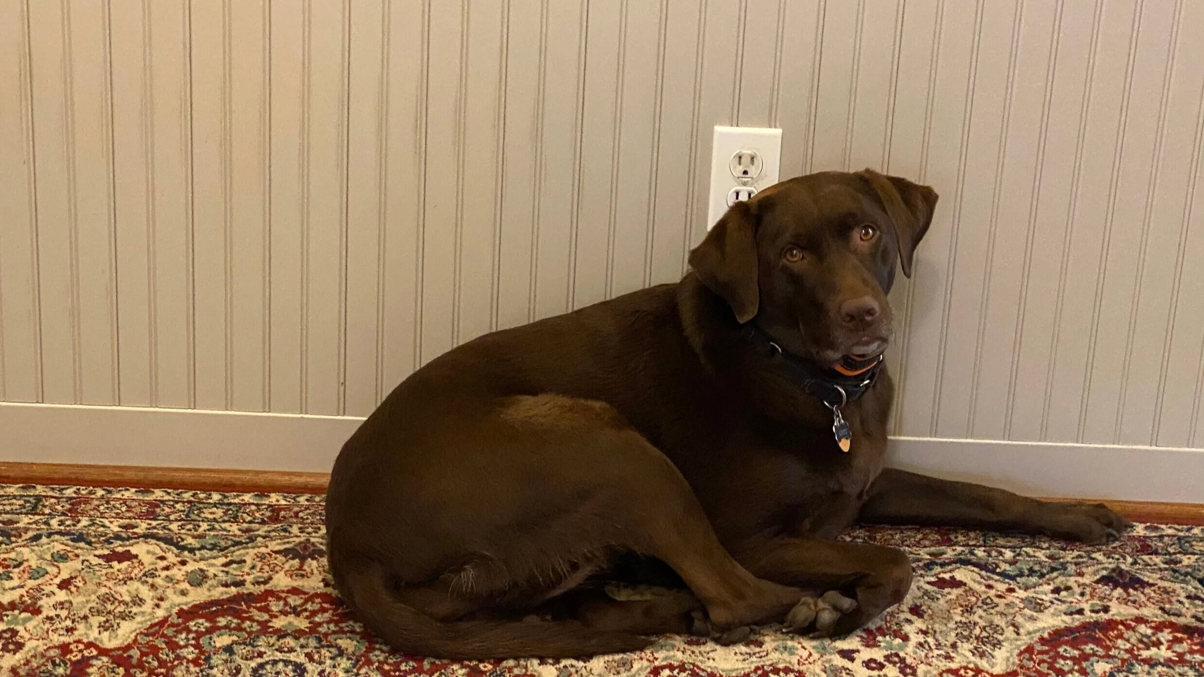 Lucy.jpg