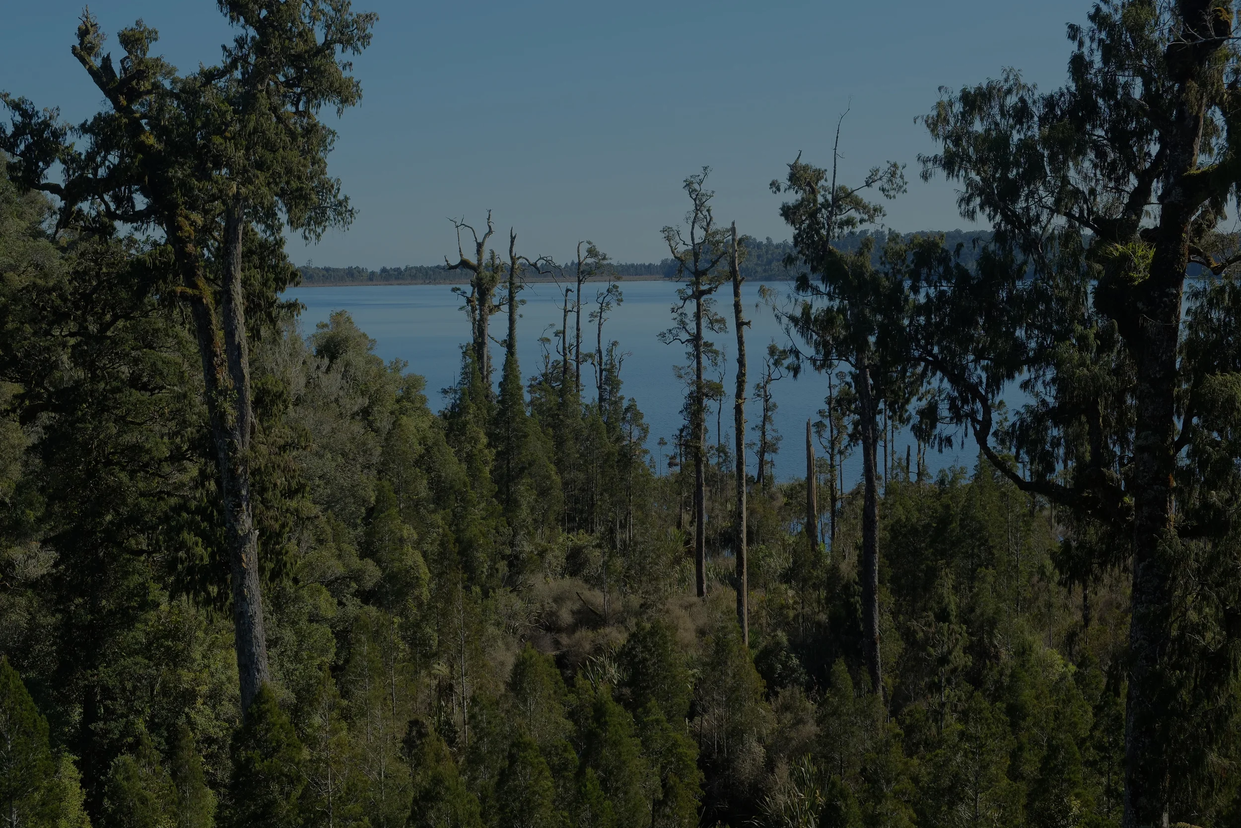 View_through_forest_towards_Lake_Mahinapua.jpg