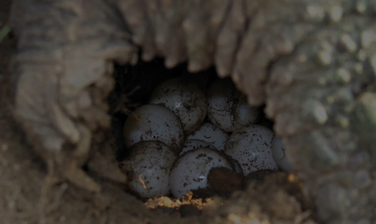 Snapping_turtle_eggs_md.jpg