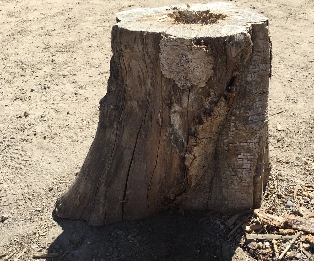 Tree Stump