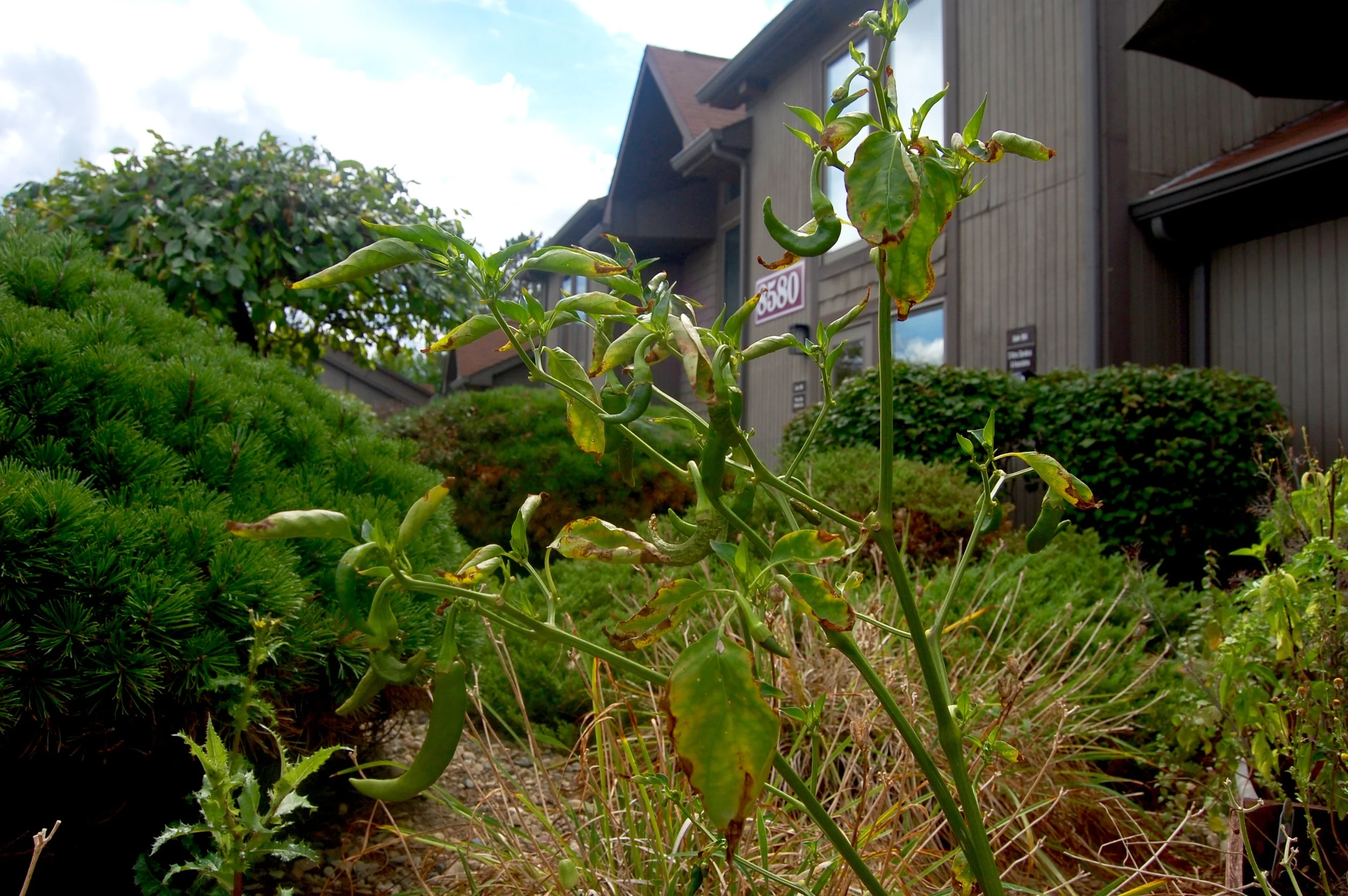 Herbs growing outside our studio