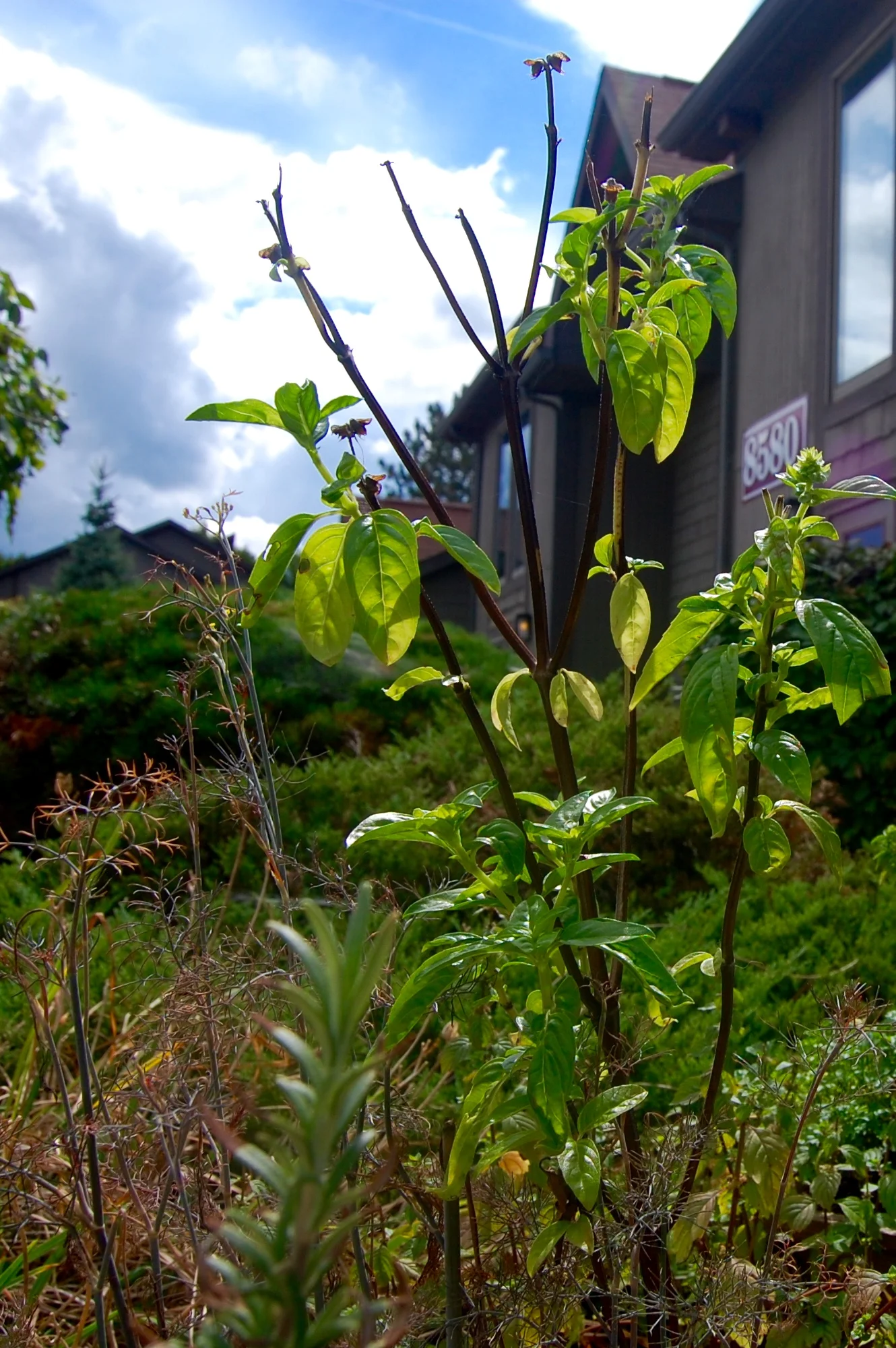 Herbs growing outside our studio