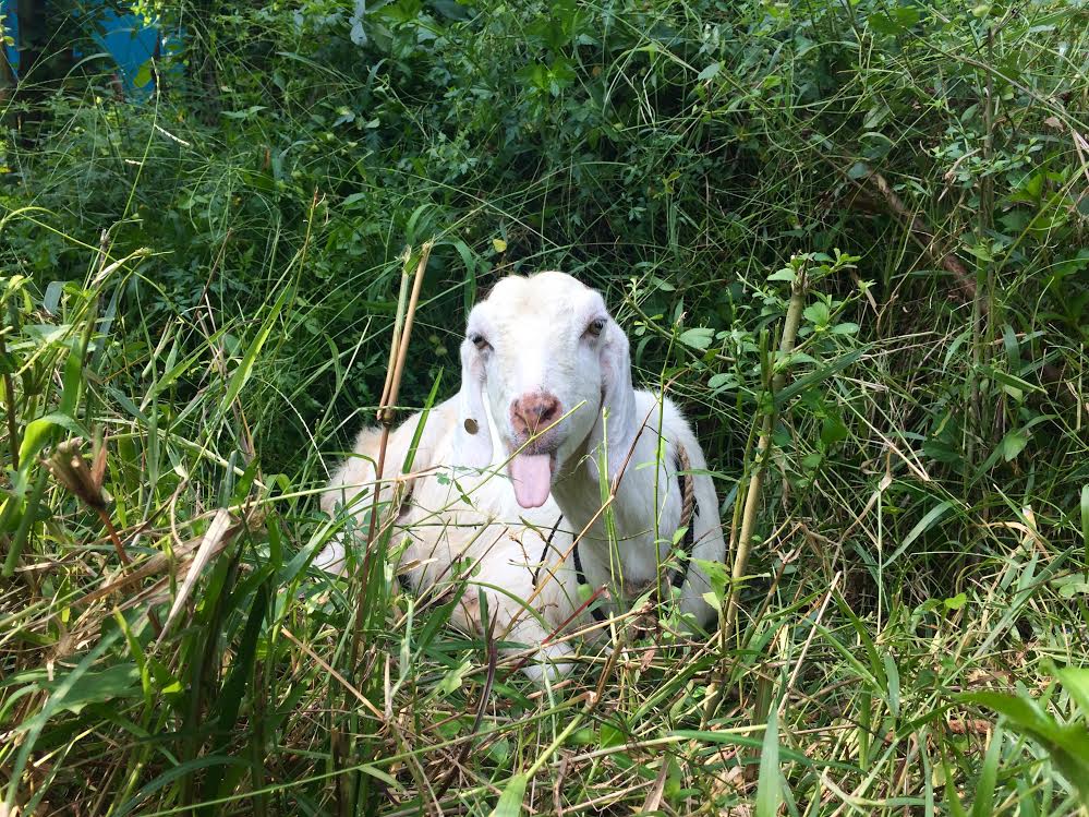 sheep.jpeg