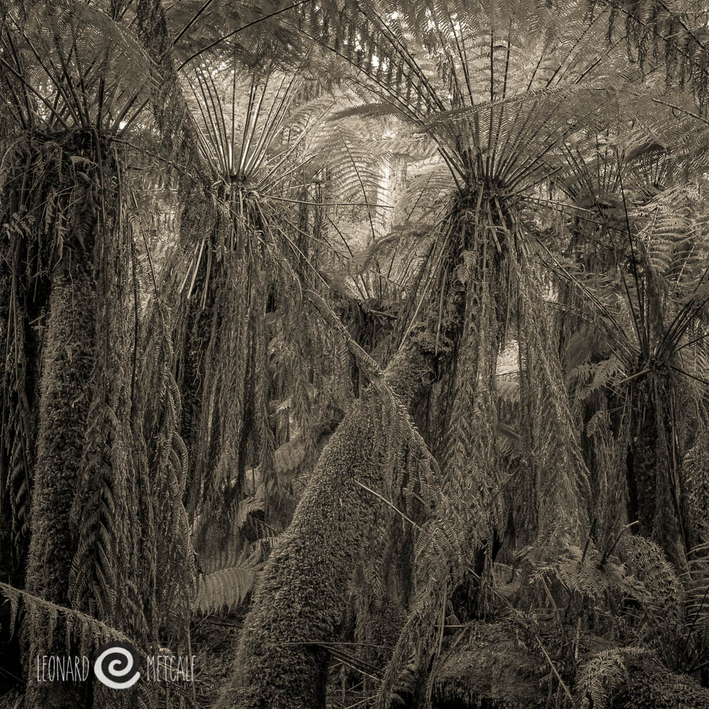 Man Ferns, dicksonia antartica, Milkshakes Hills Forest Reserve, Tarkine, Tasmania