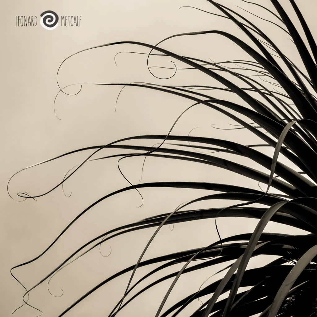 Mr Curly, Pandanus, Cradle Mountain Tasmania © Leonard Metcalf 2014