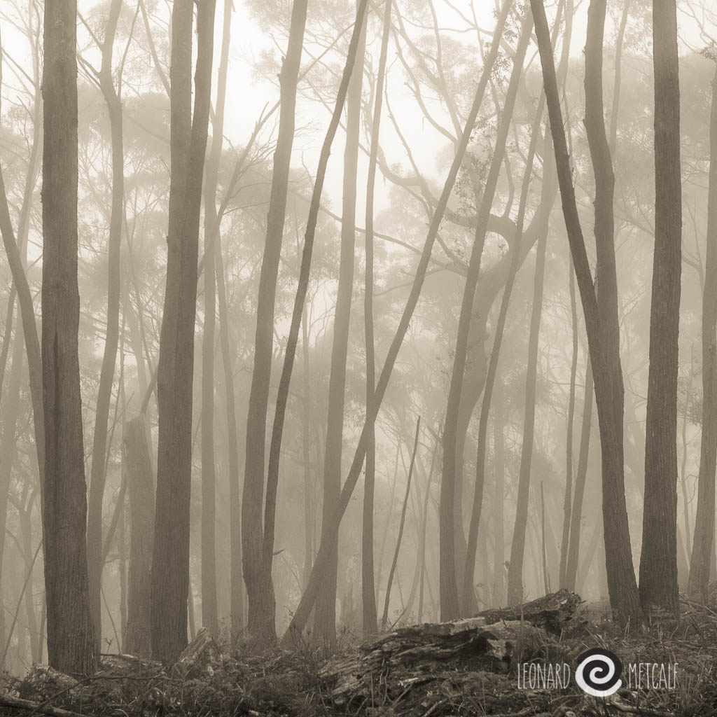 Breaking mist above the Fish River, The Greater Blue Mountains World Heritage Area. © Leonard Metcalf 2015 - This photograph was one of the very first taken during my first full day with my Voitlander 25mm f0.95 lens, my firm favorite go to lens. It was with this photograph that my love for digital photography blossomed.