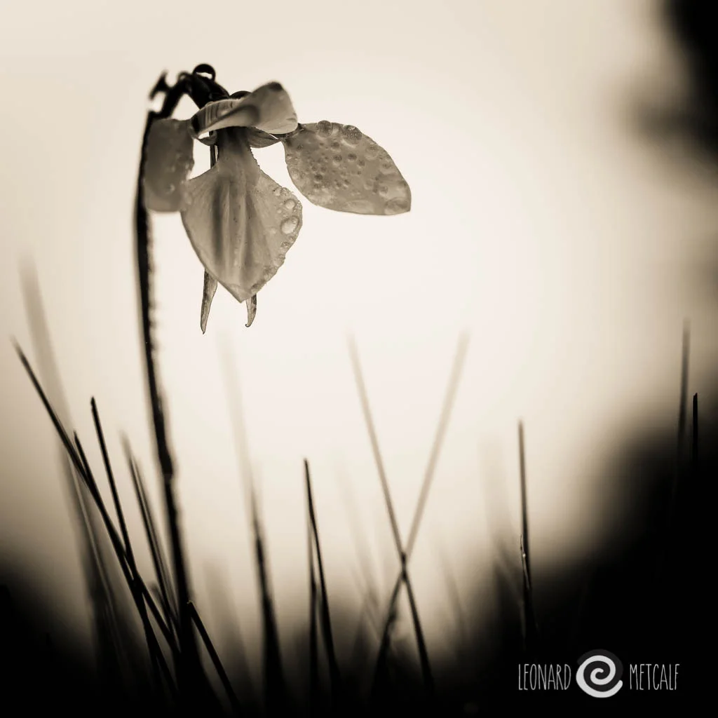 Highland Golden Moths Orchid ( Diuris monticola) Snowy Mountains. - Voitlander 25mm f0.95 Copyright © Leonard Metcalf 2014
