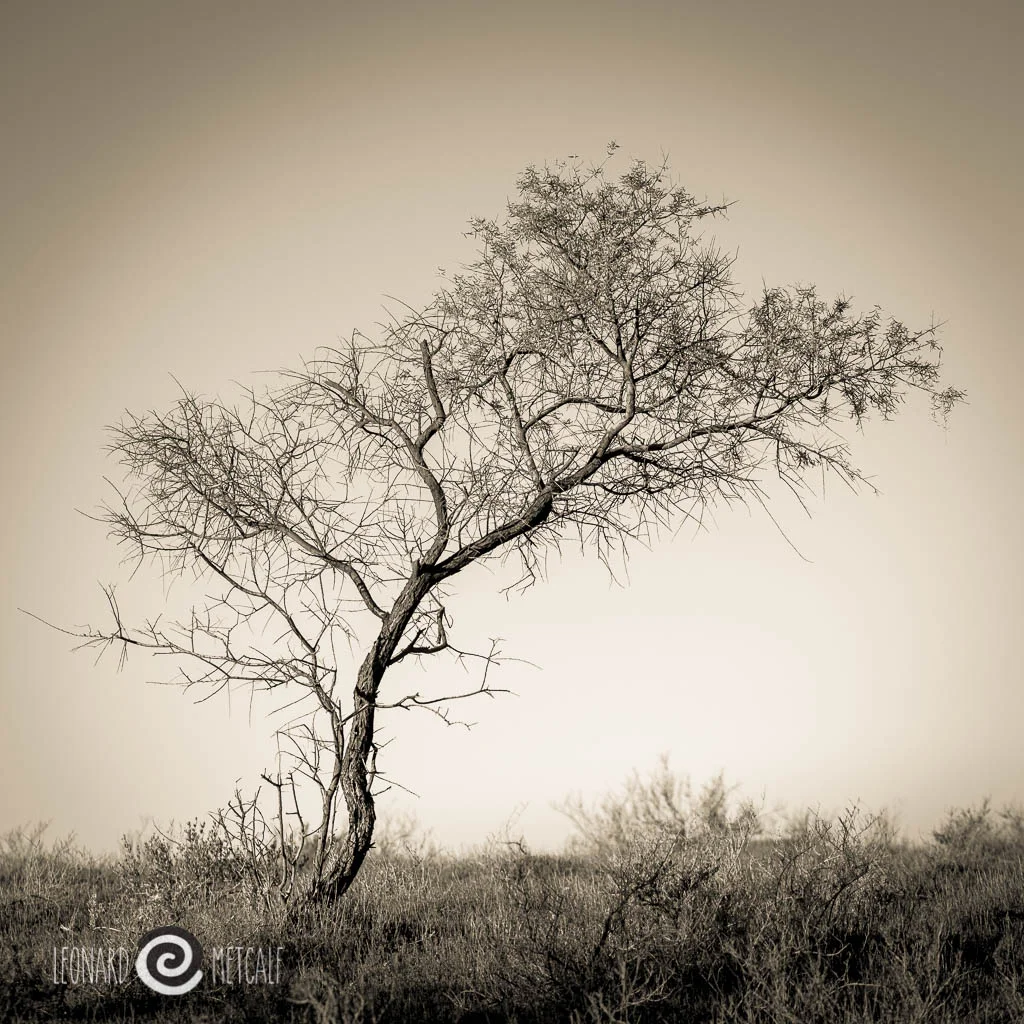 Salt bush, Broken Hill Olympus 75 mm f 1.8 © Leonard Metcalf 2015