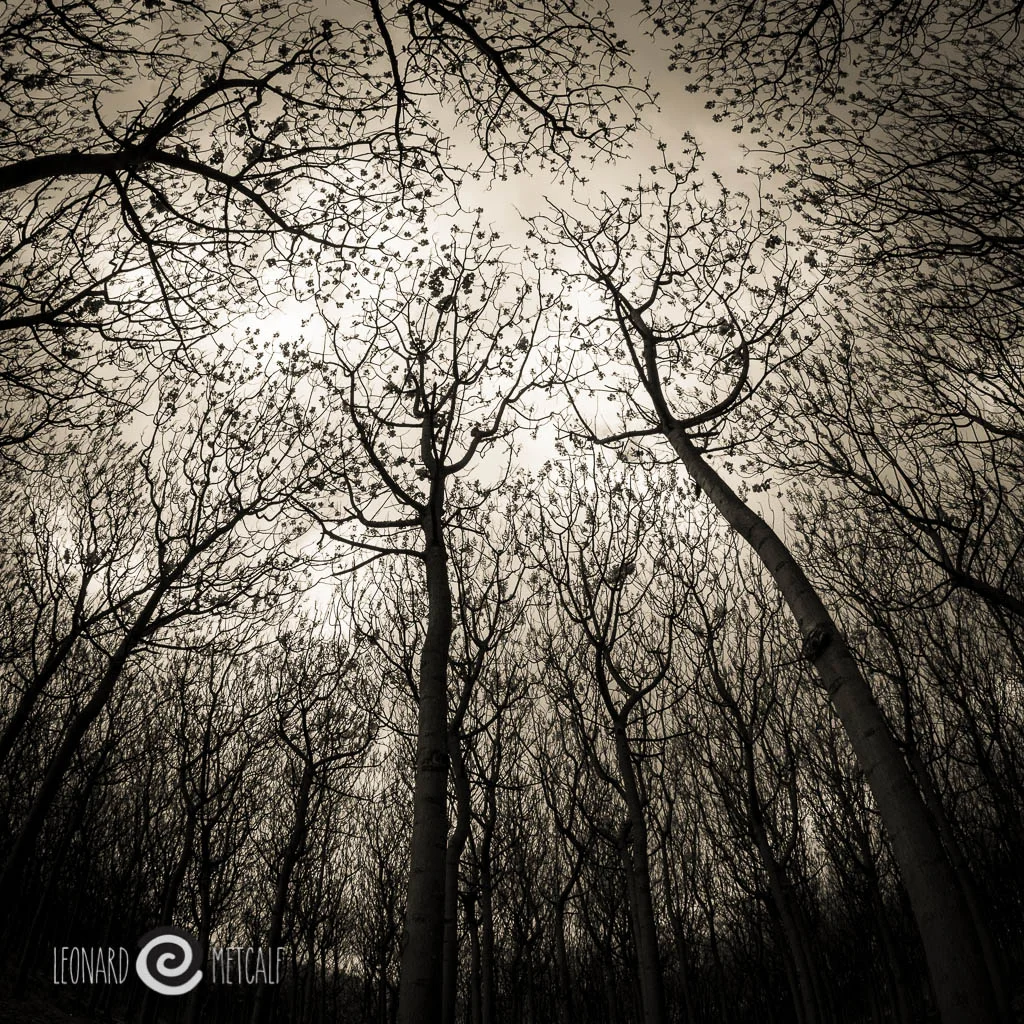 Paulownia plantation, Samyang 7.5 mm f 3.5 lens © Leonard Metcalf 2015