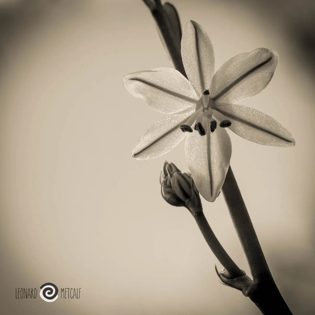 Unidentified native flower - Olympus 60 mm f 2.8 ED Macro lens © Leonard Metcalf 2015