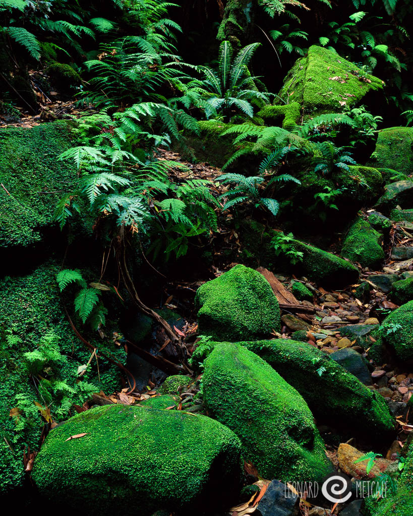 0007 Canyon Floor.jpg