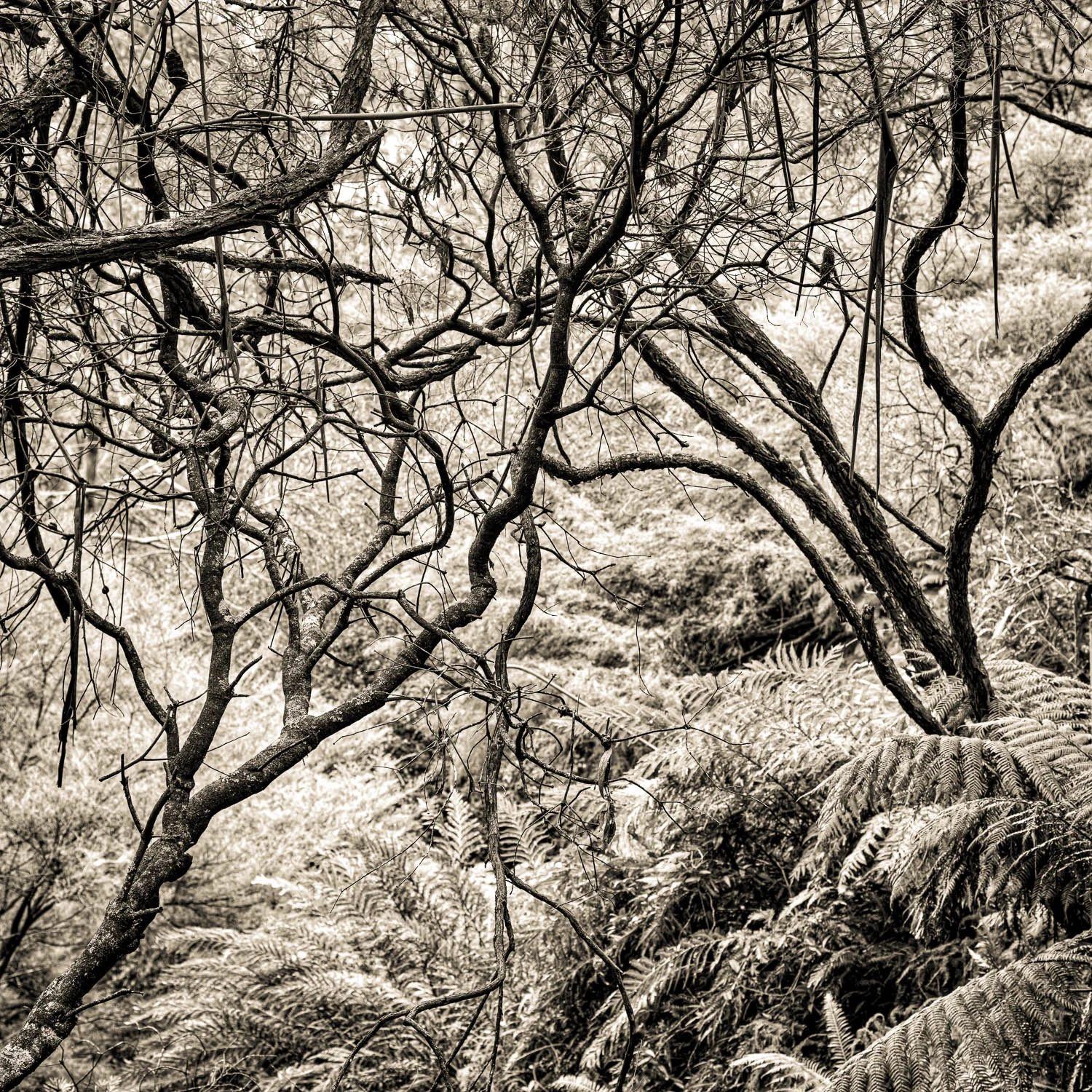 Leura Cascades, PhotographCopyright © Len Metcalf 2016