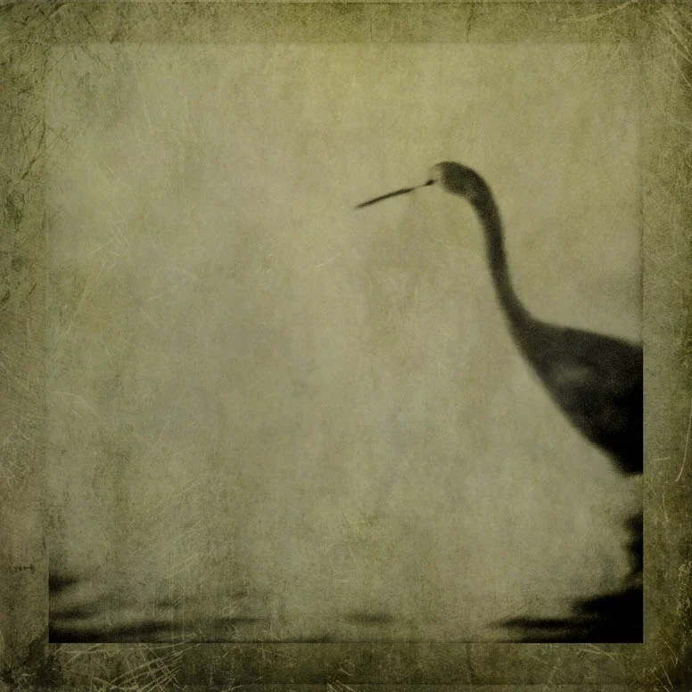 Copyright © Shirley Steel