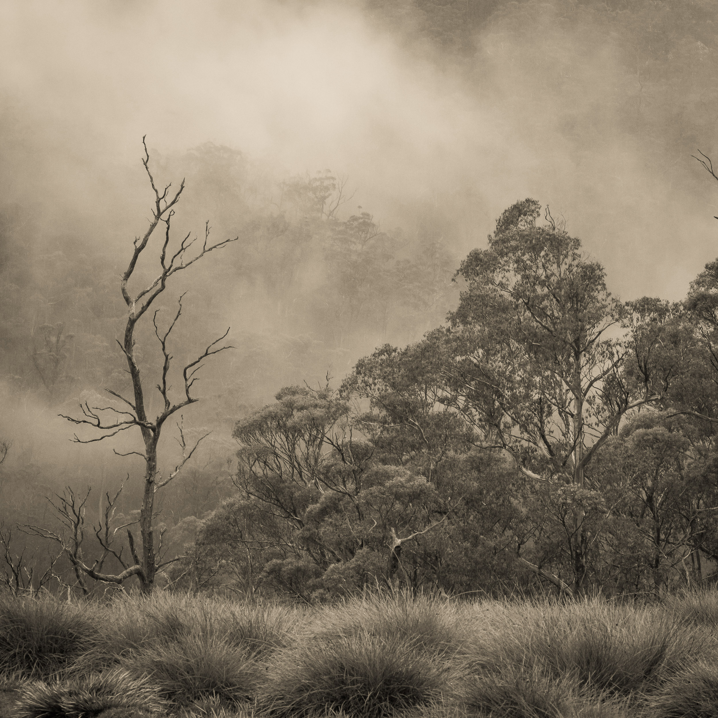 00 Sepia Lens - The Standard Len Metcalf Preset