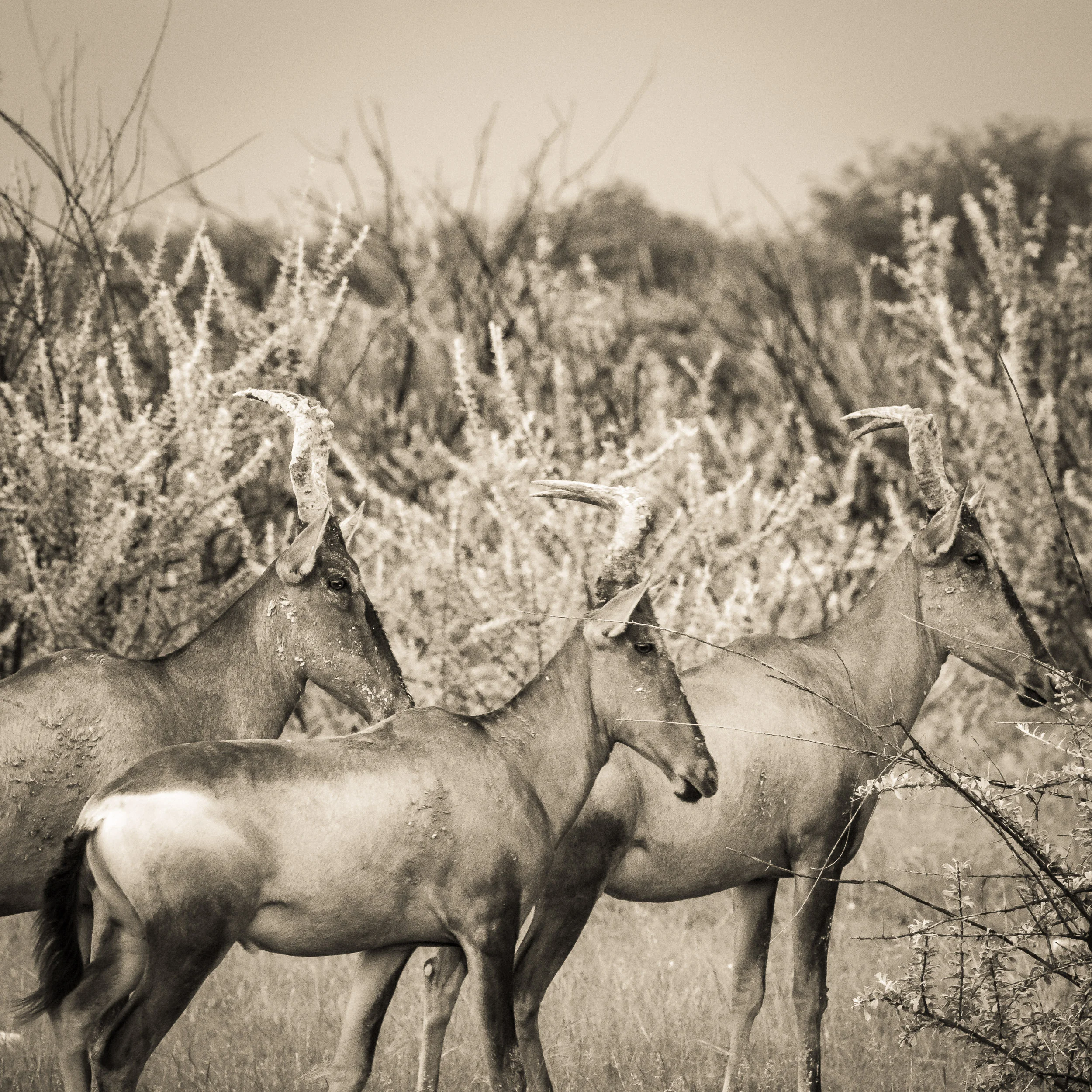 Three wild beasts