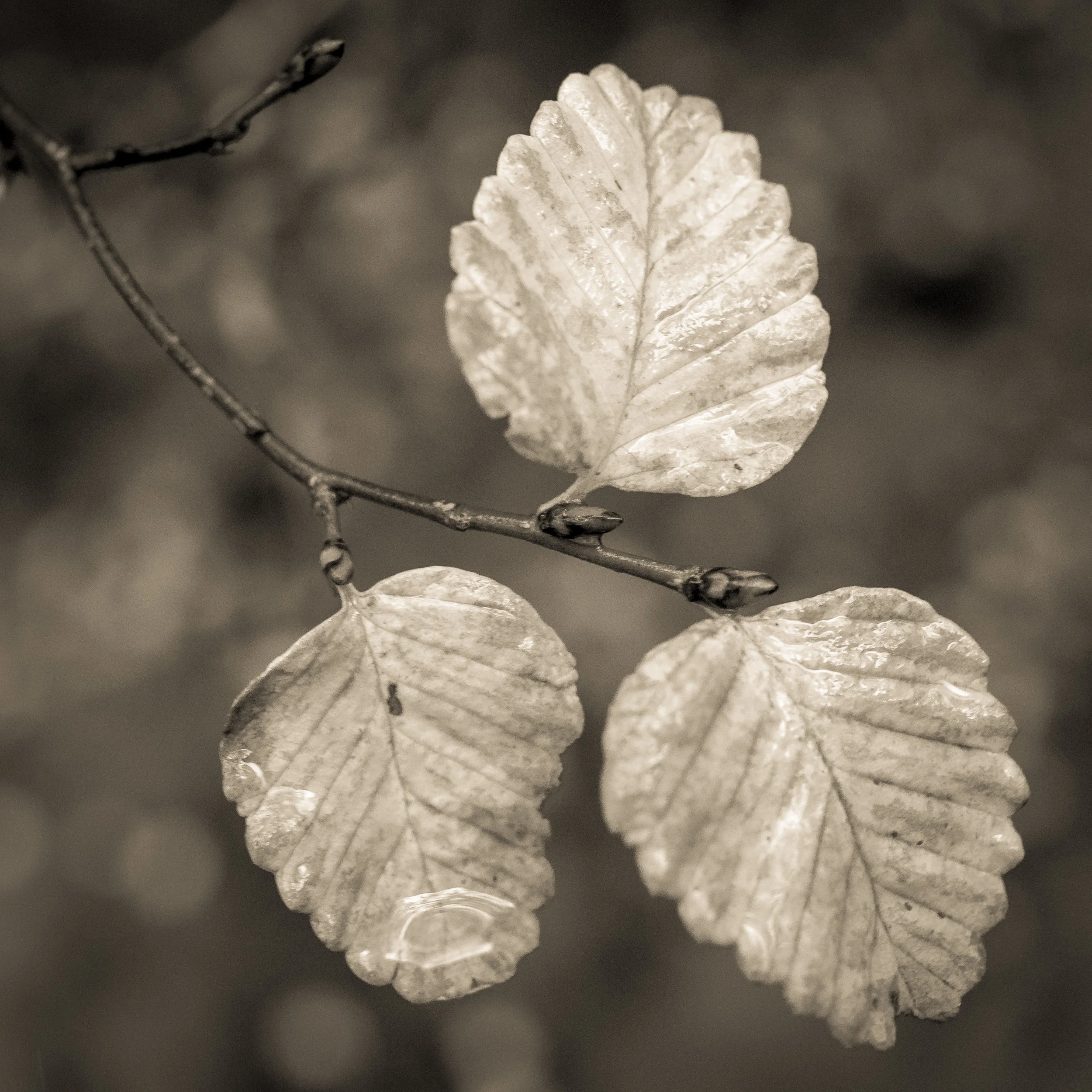 Three leaves