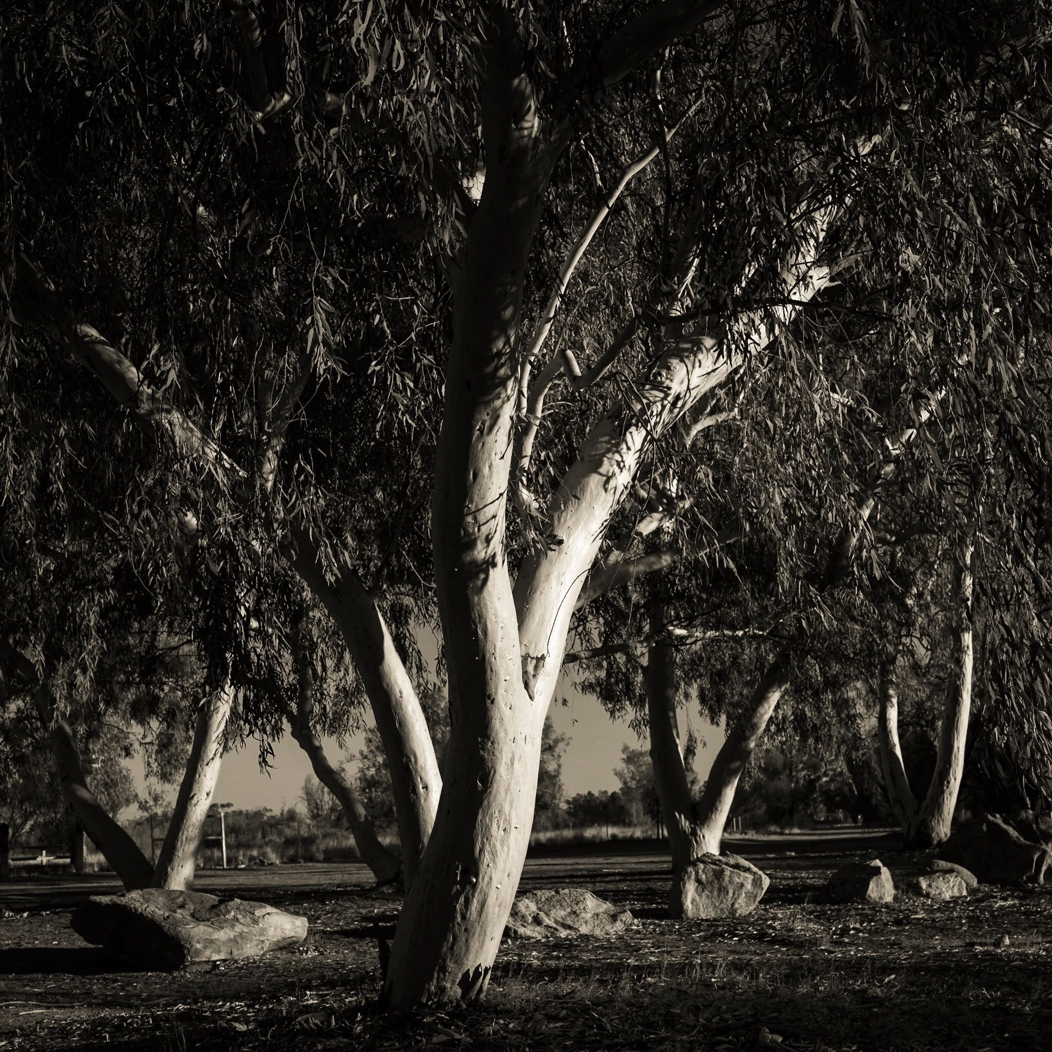 Strong side lighting near sunset illuminates this stand of gum trees. Notice that one tree being larger gains its dominance in the composition because of its bright areas mass.