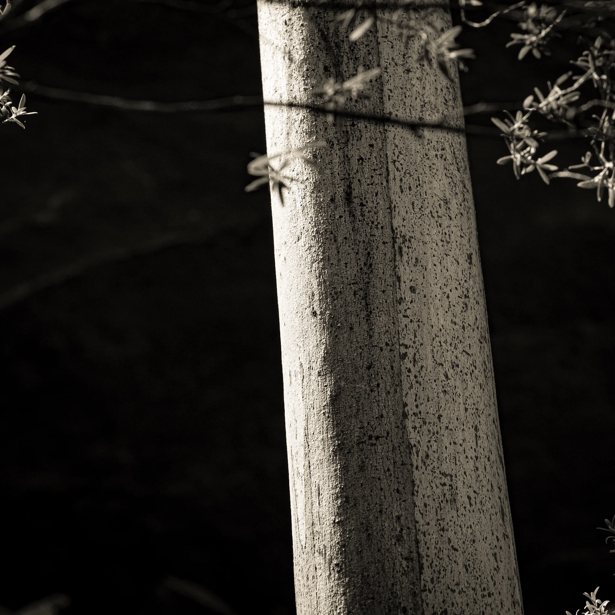 A tree in full sun shot against an over hang. The light comes from the side.