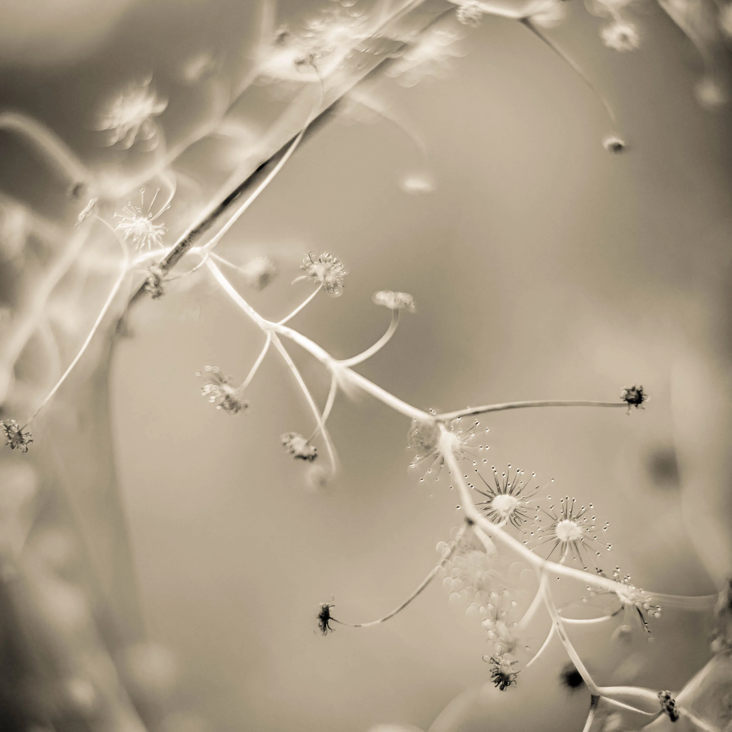 Drops of Death - This tiny carnivorous plant waits for its protein meal to land or walk onto it. Caught in the sticky glue like substance seen as drops in this photograph. The insect is slowly absorbed into the plant providing nutrients as it slowly rots. Each beautiful star usually only ever traps one insect. Once it has fed the plant it withers and dies. Looking closely I could see the various stages of decay with each of the trapped insects. Species unidentified. Albany, Western Australia.