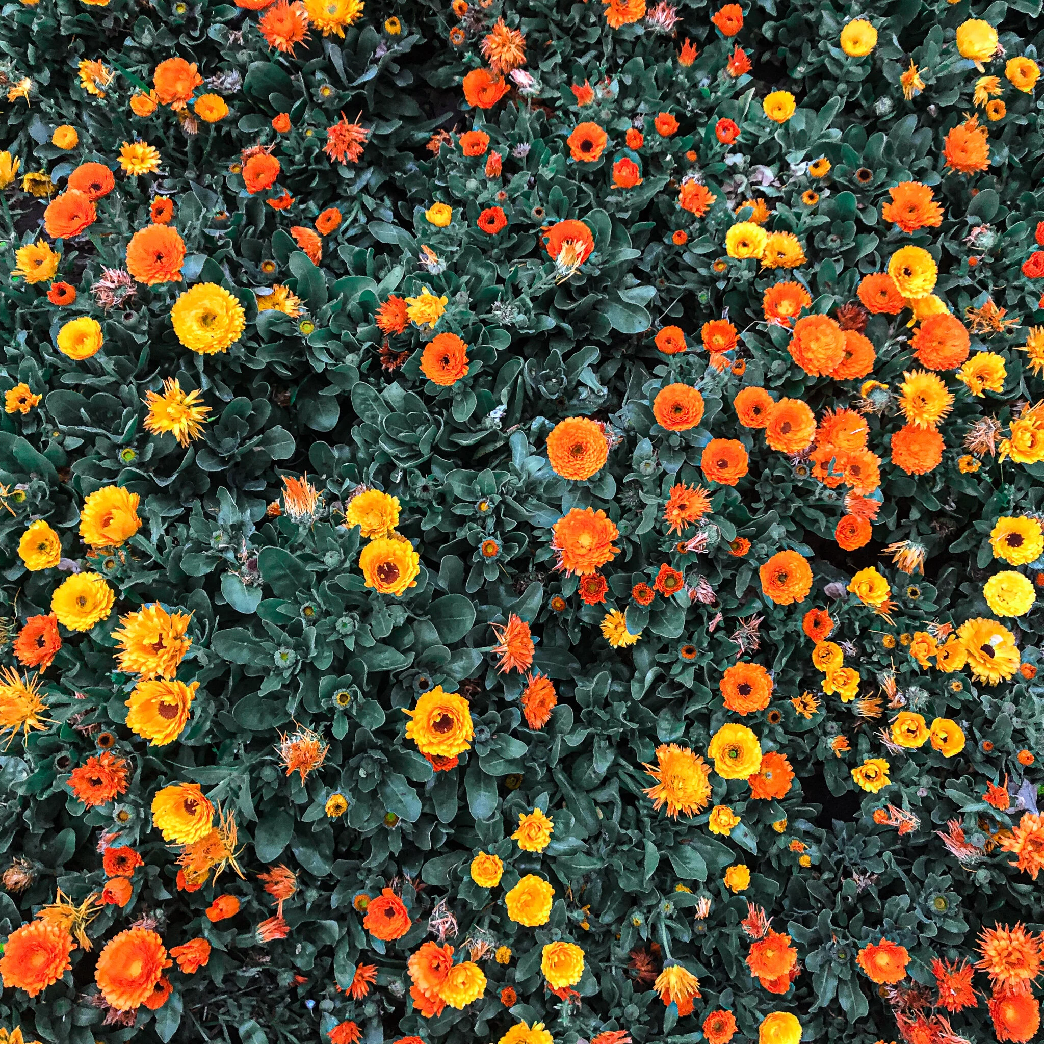 Goulburn flower bed