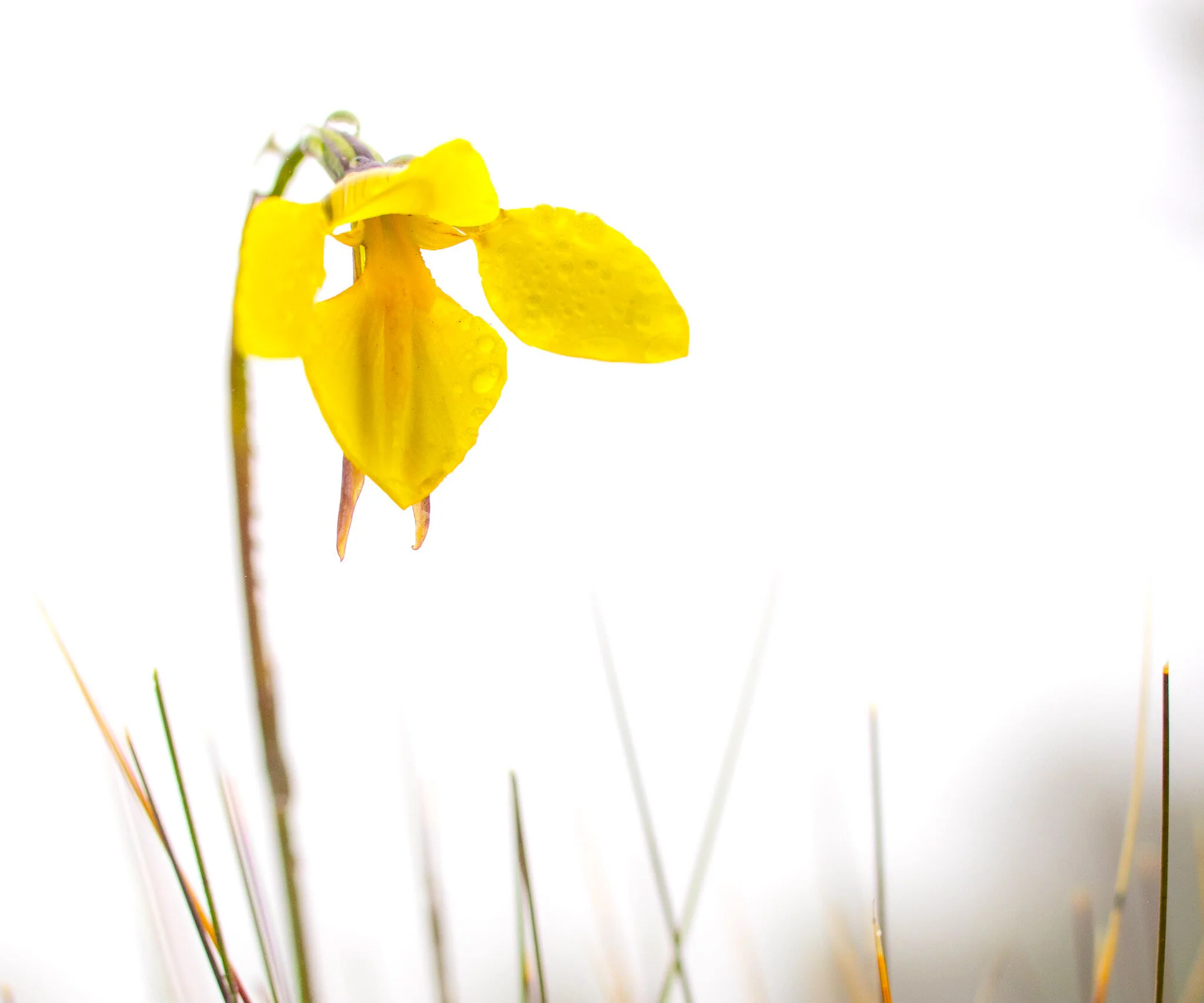 Orchid, Snowy Mountains