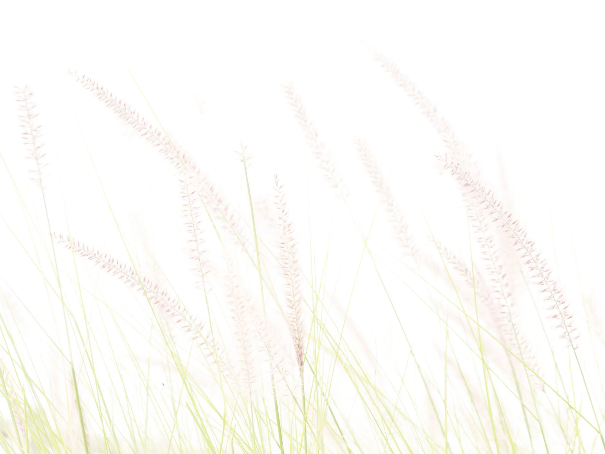 FG7 High Key/ Low Key Photography