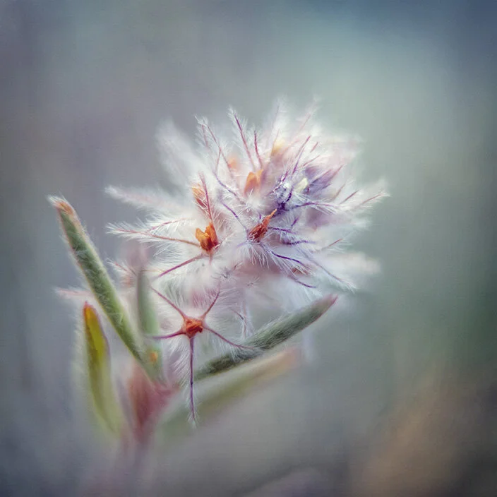 FG8 Flower Photography