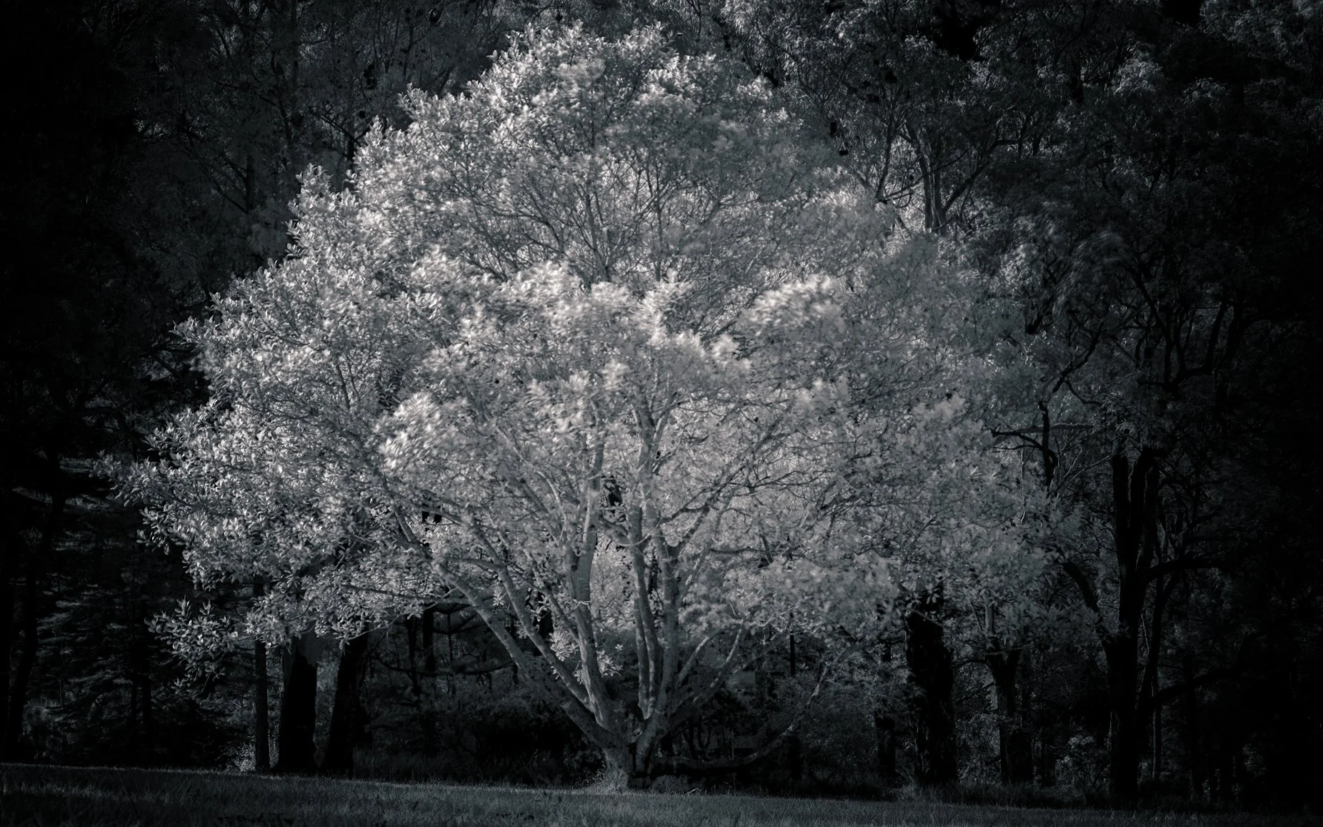 FG11 Tree portraiture